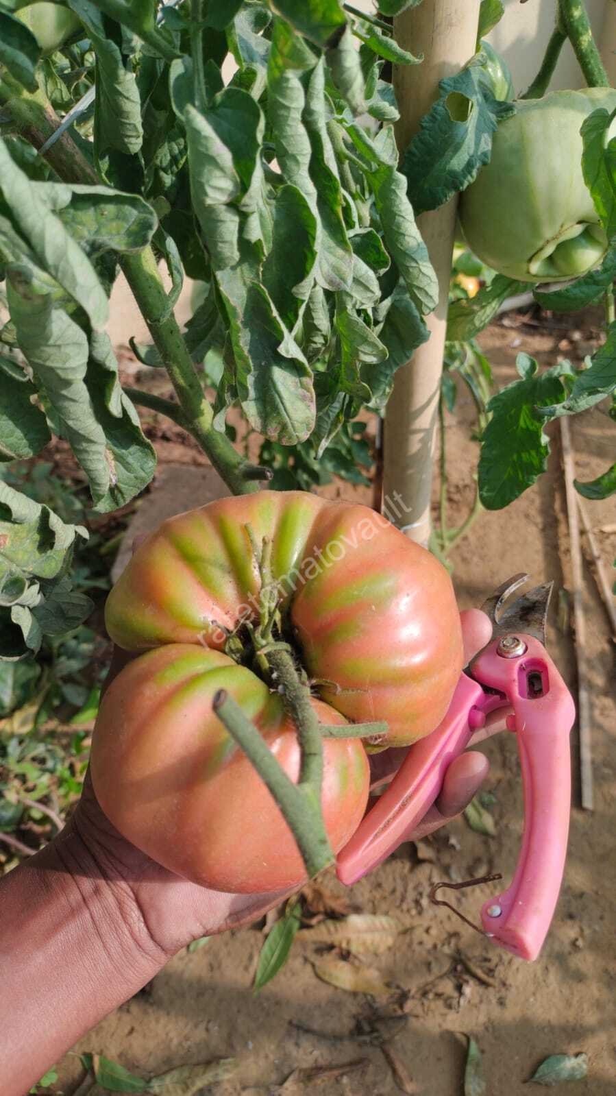 1884 Beefsteak Tomato (West Virginia, USA)
