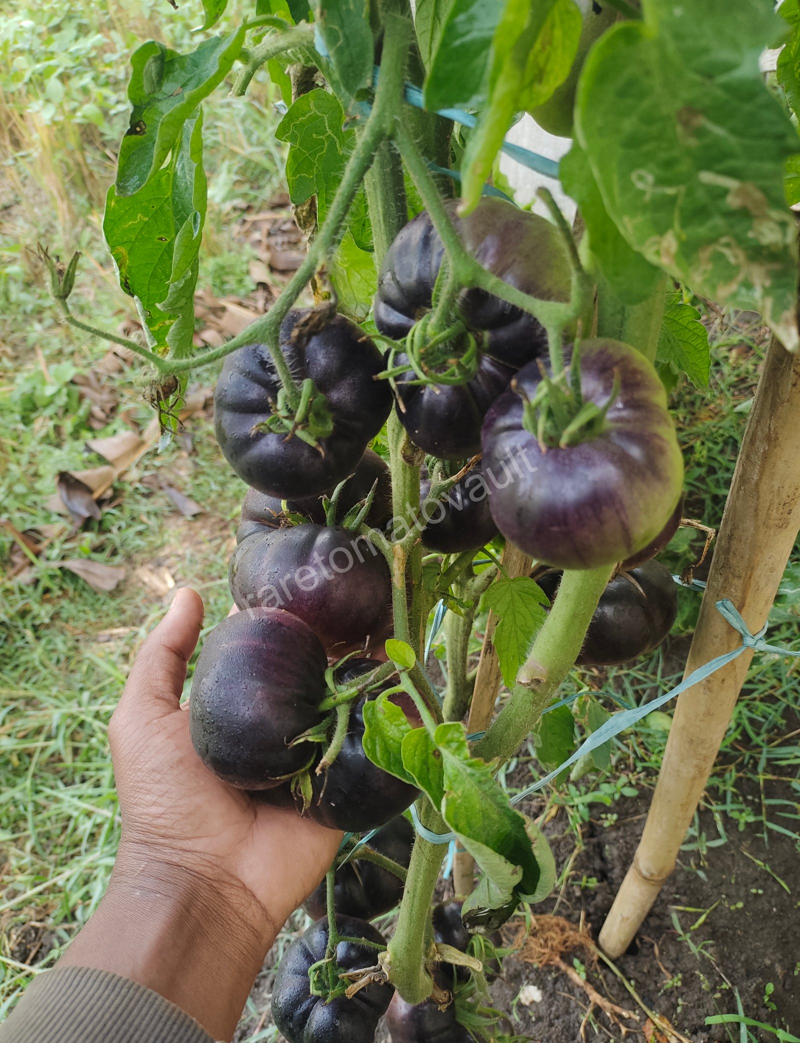 Black Beauty Tomato Seeds