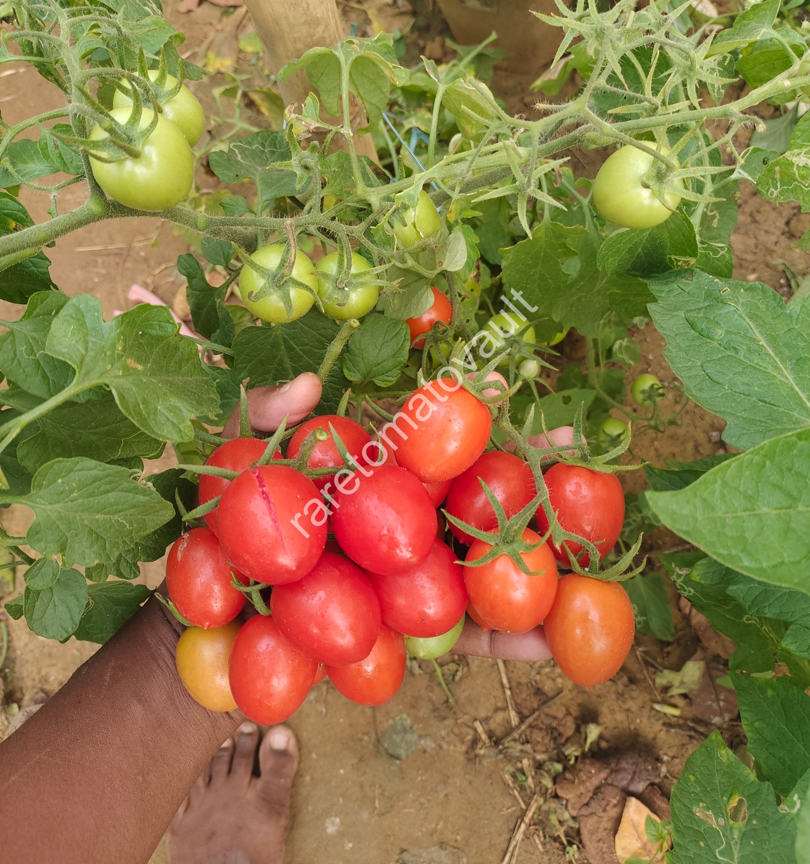 Thai Pink Eggs Heirloom Tomato