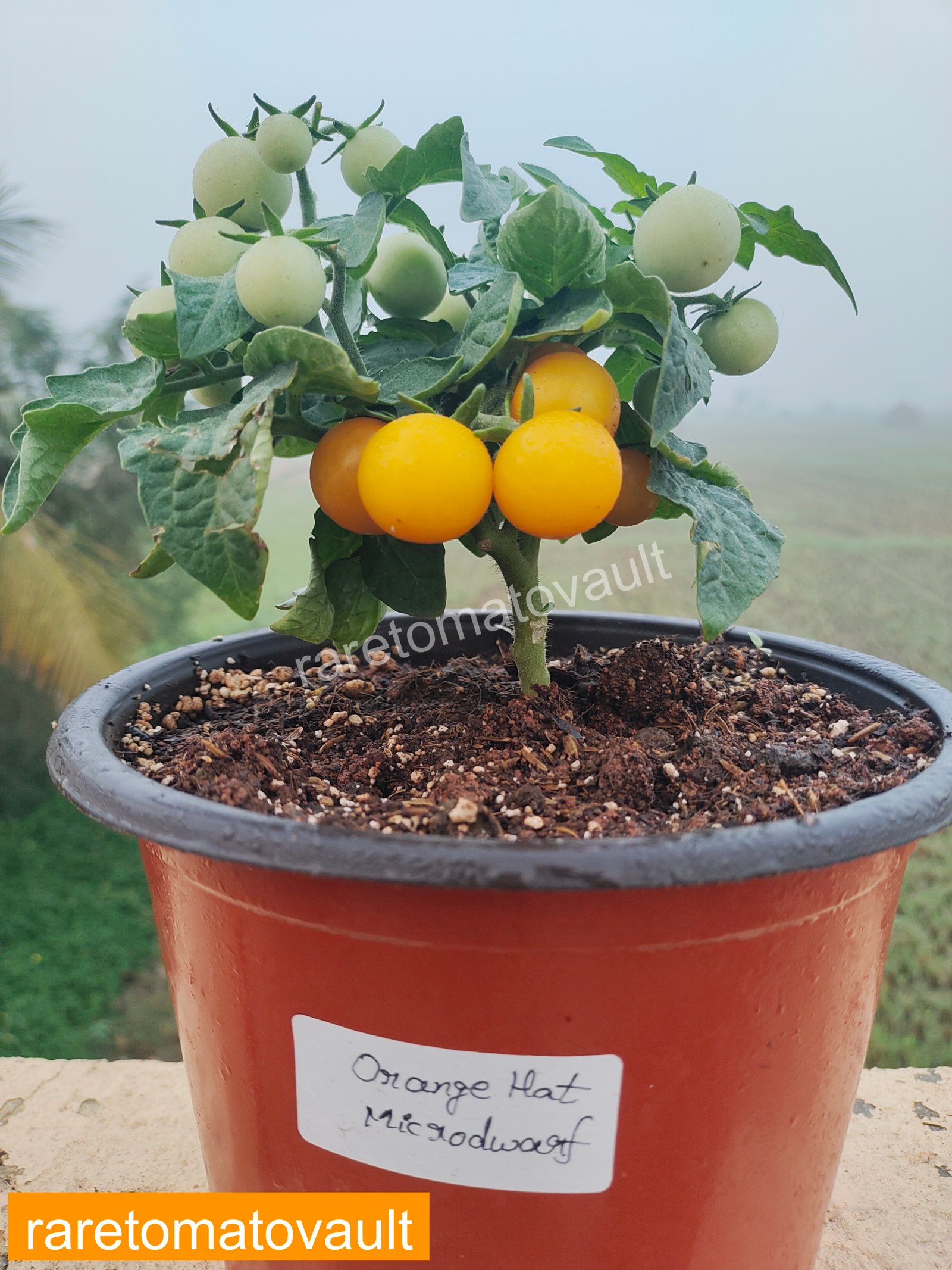 Orange Hat Micro Dwarf Tomato