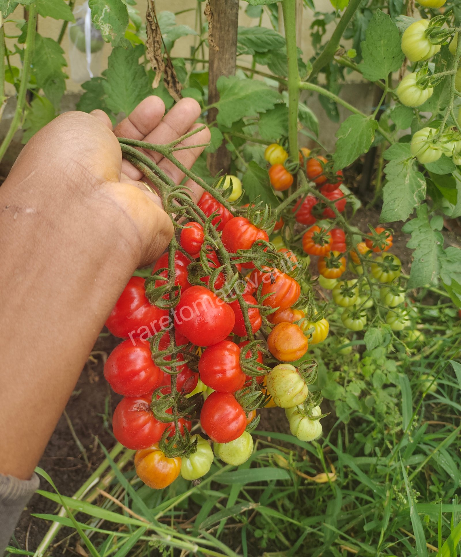 Accordion Cherry Multiflora Tomato