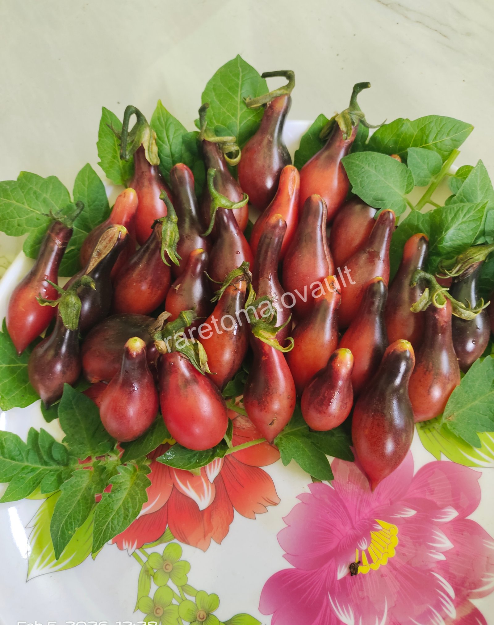 Kumquat Opal (Limited batch - 10 Seeds)