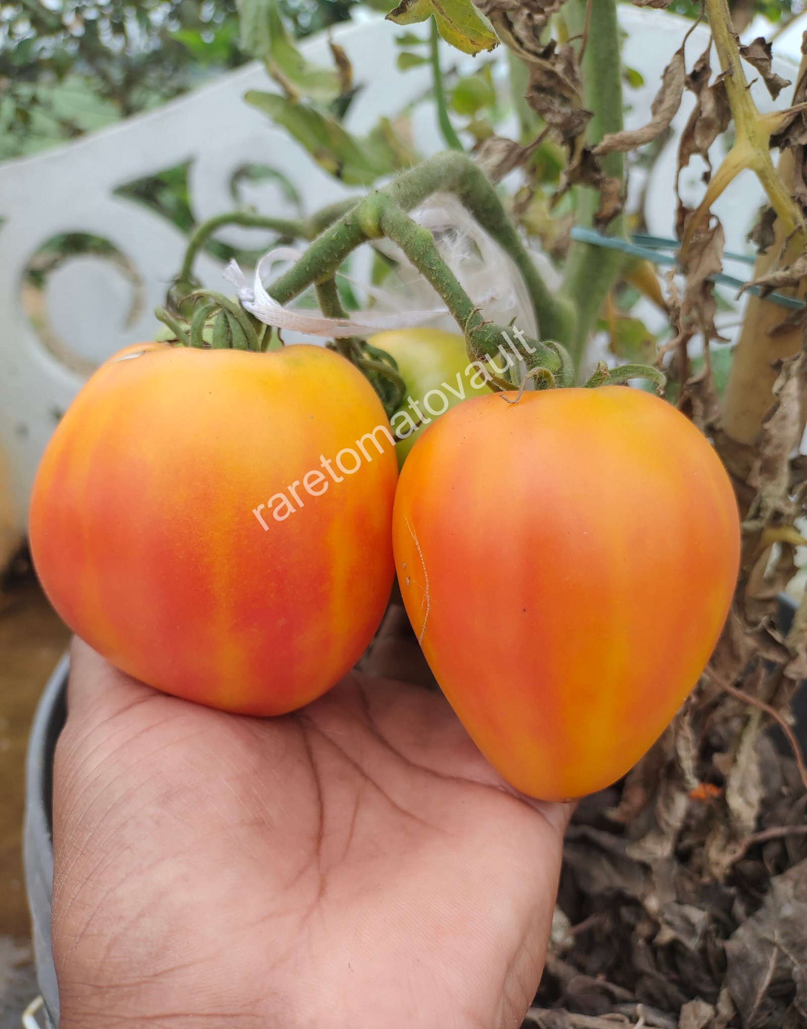 Sofia's Orange Mango (Russia)