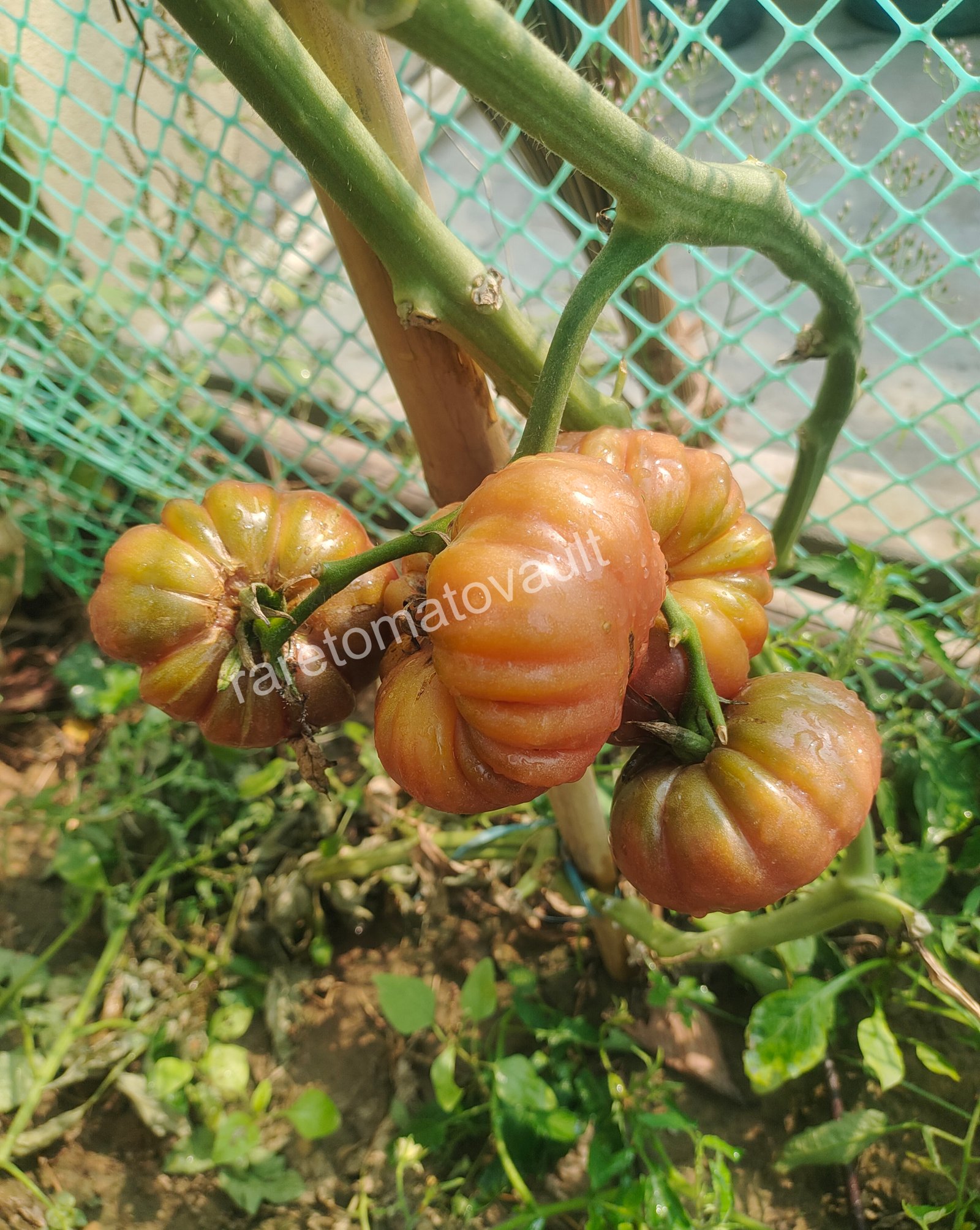 Tims Black Ruffles (USA Heirloom)