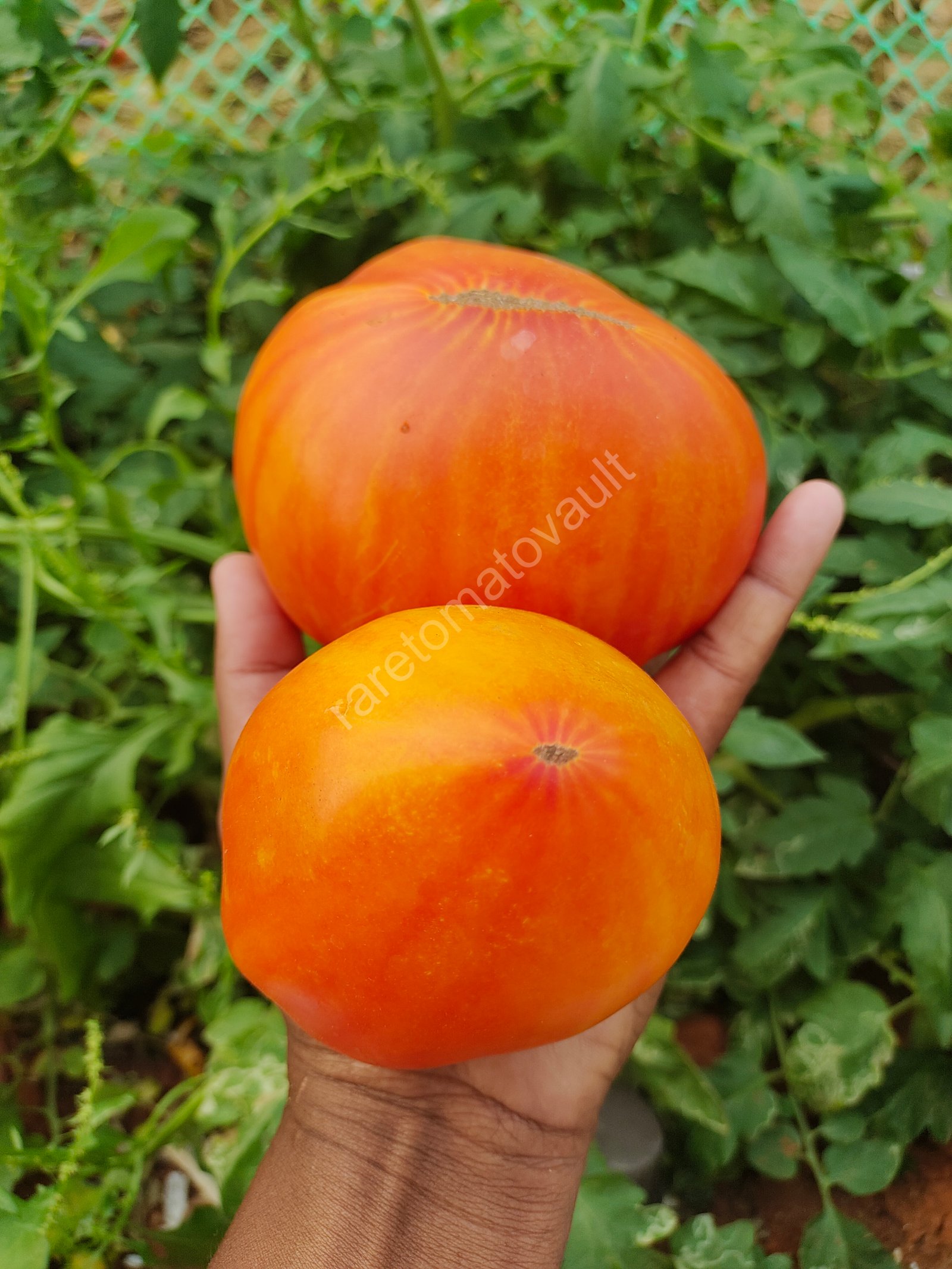 Fred (1950's Columbian Heirloom)