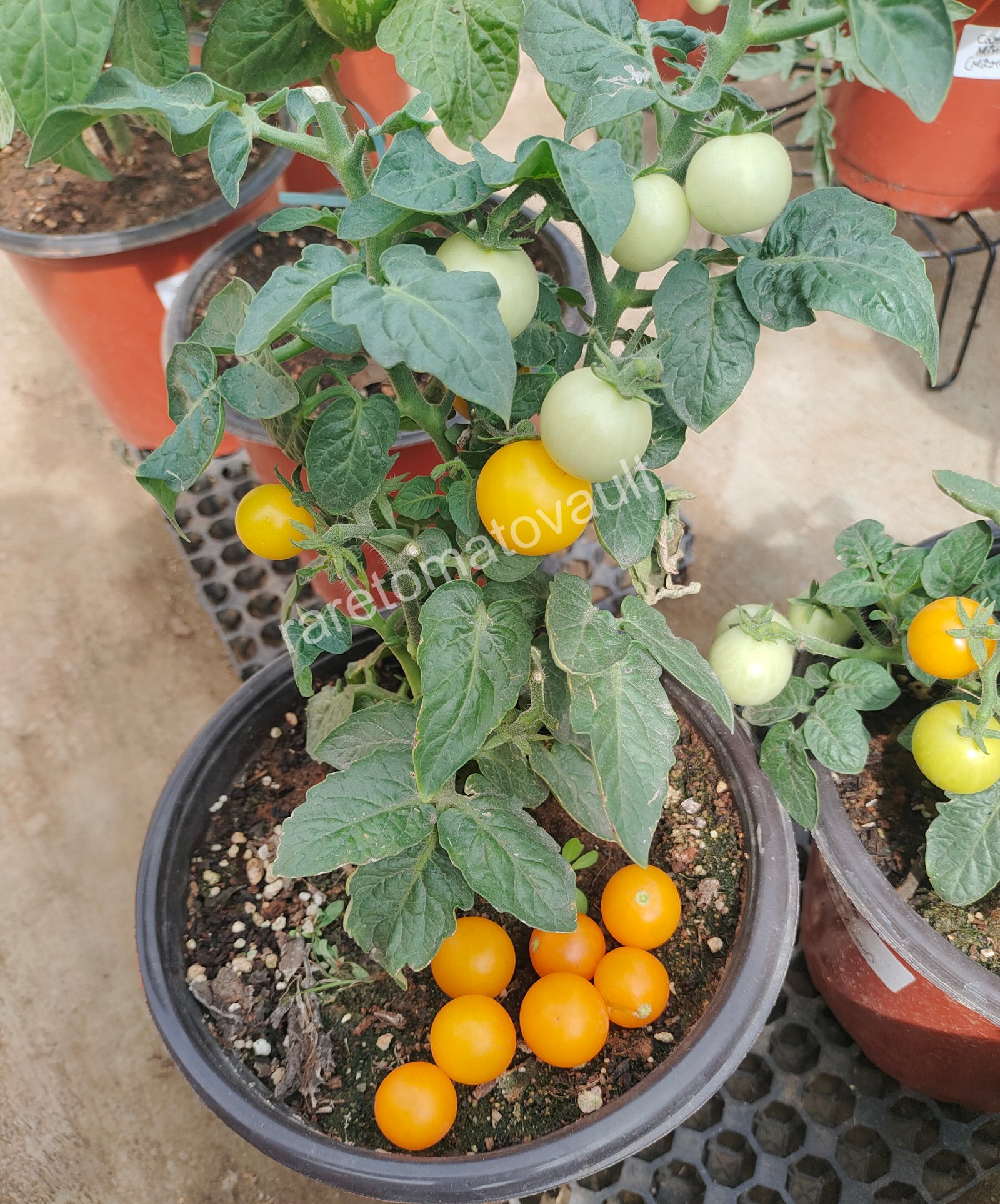 Pinocchio Orange Micro Dwarf Tomato
