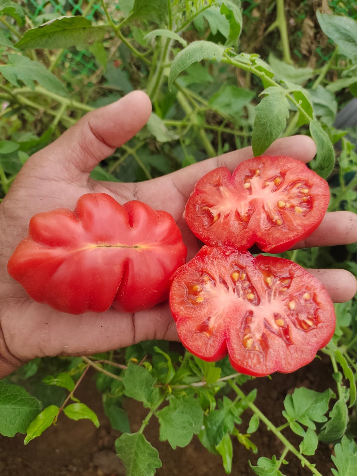 Zapotec