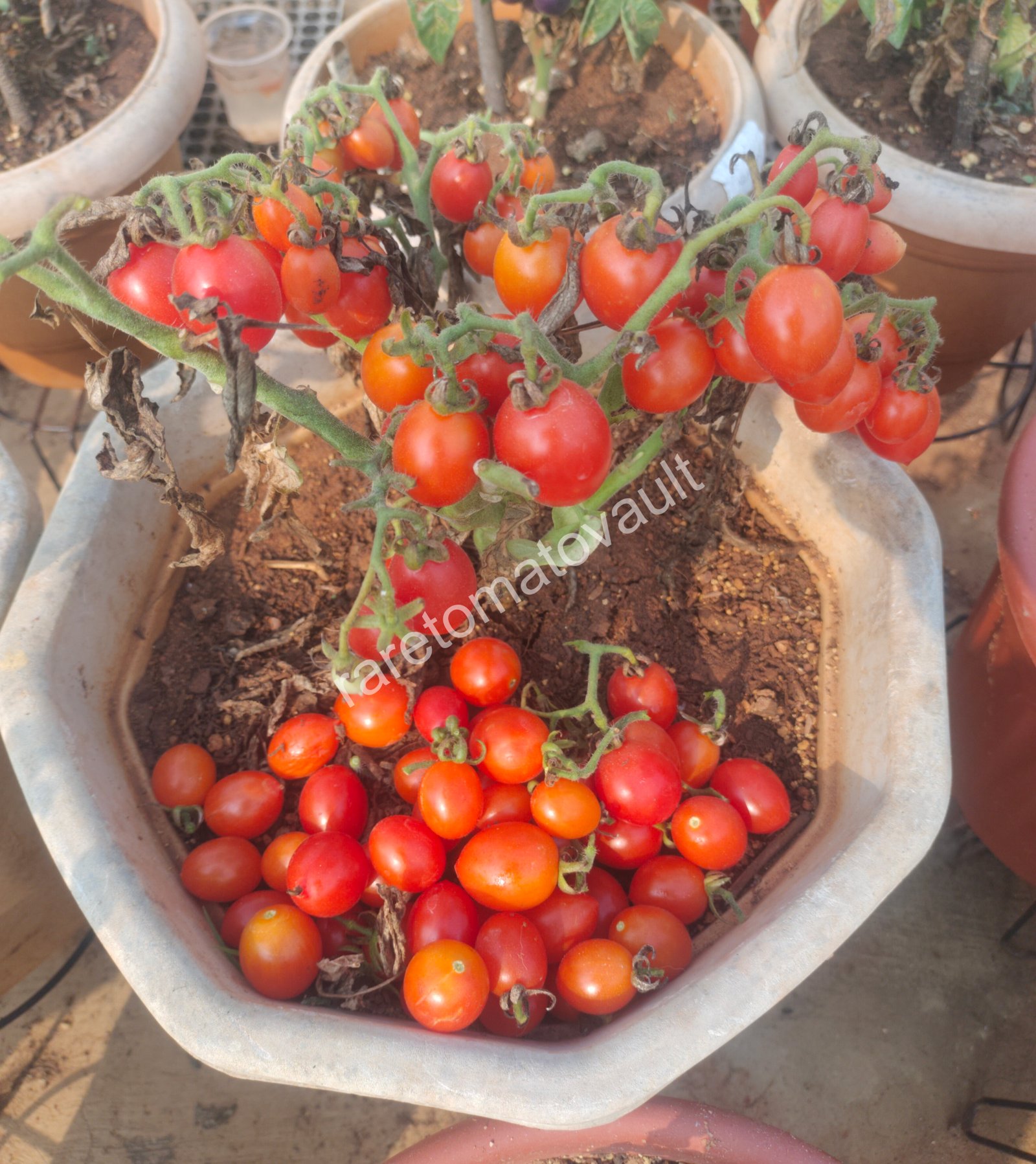 Hardins Miniature Micro Dwarf Tomato