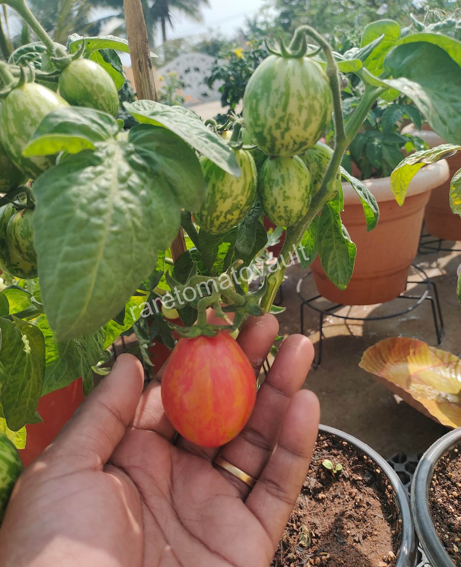 Nepas 10 Bush Variety Tomato