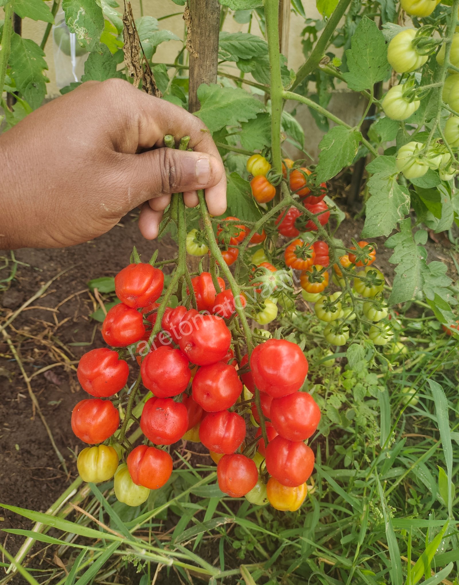 Accordion Cherry Multiflora Tomato