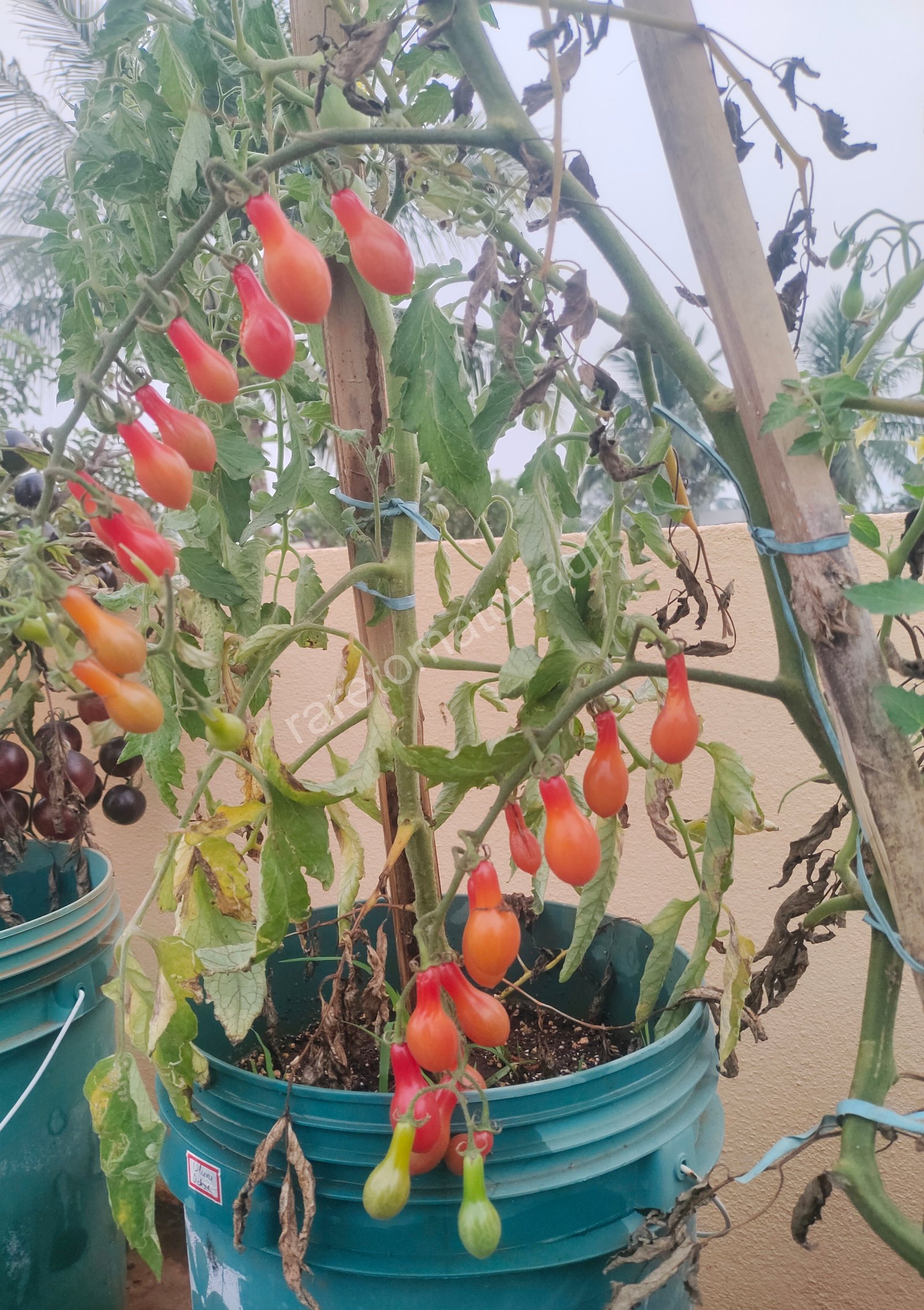 ELF  Tears (Cherry Tomato)