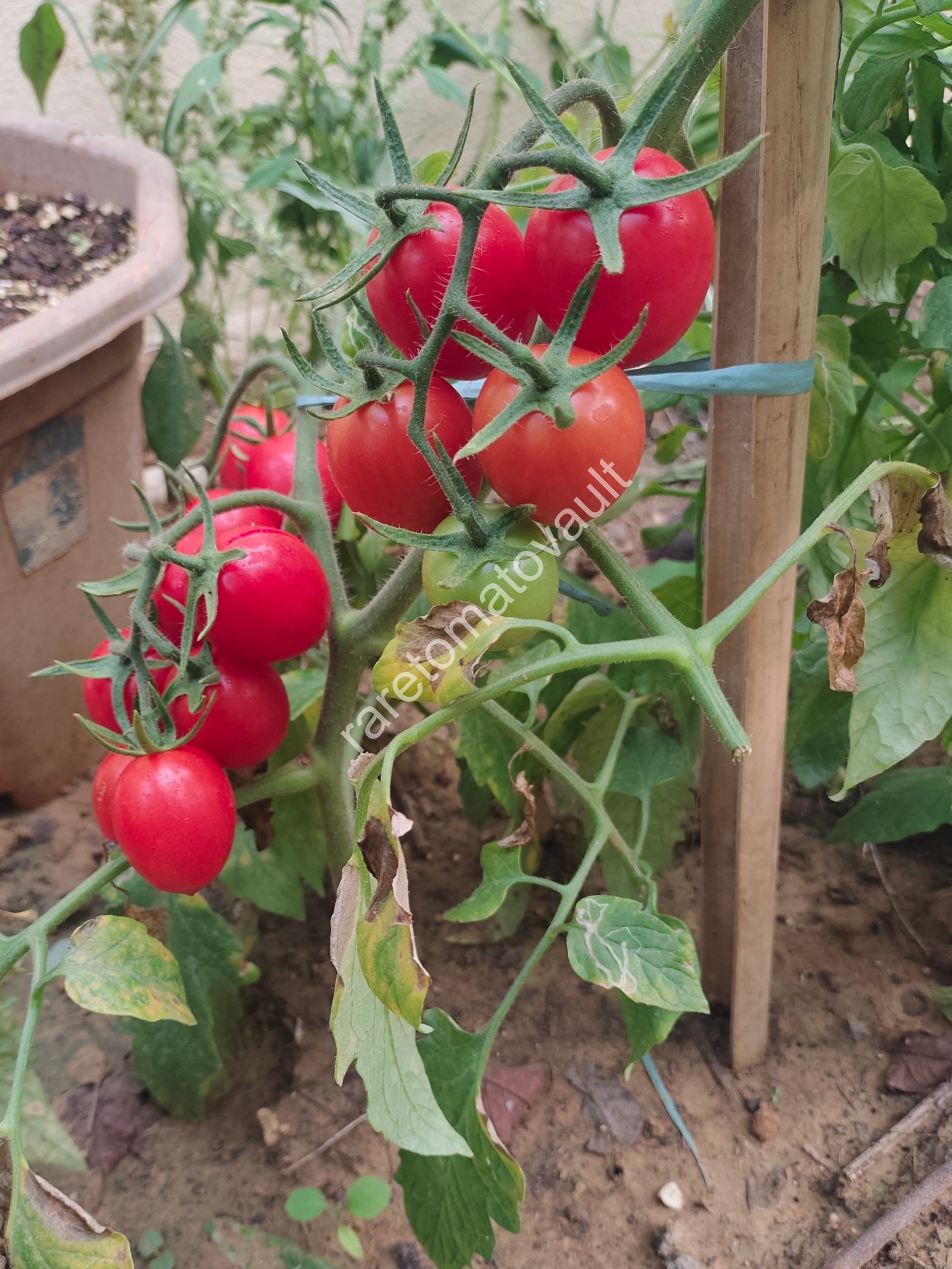 Thai Pink Eggs Heirloom Tomato
