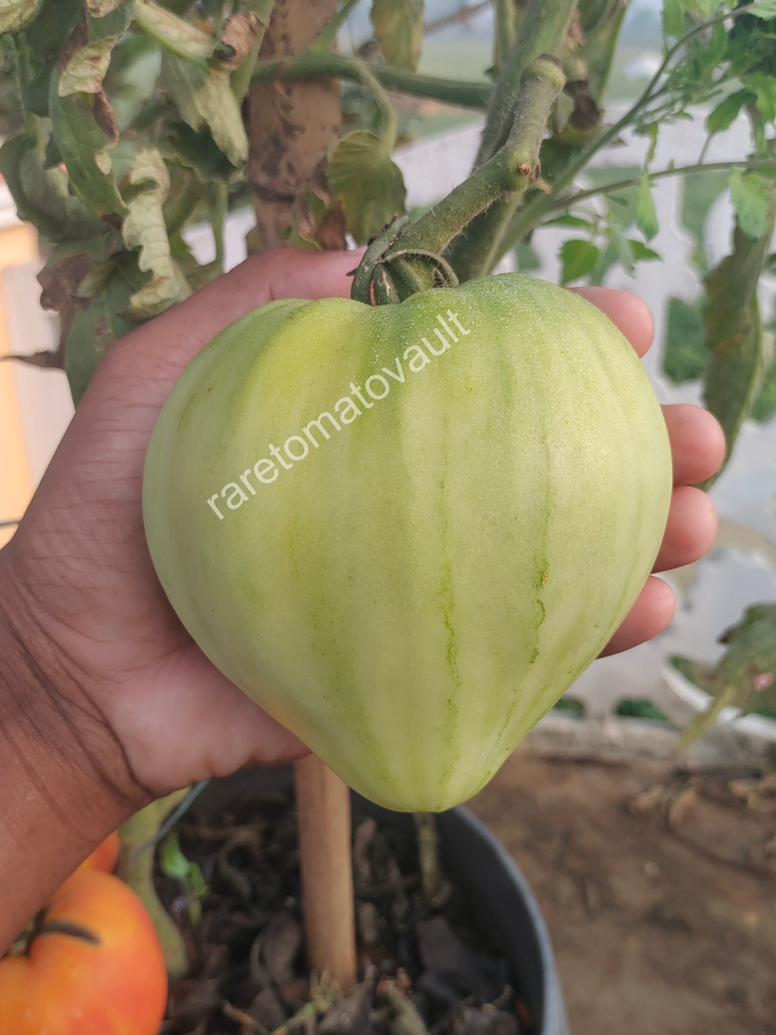 Cardinal On The Straw (Russia - Premium Heirloom)