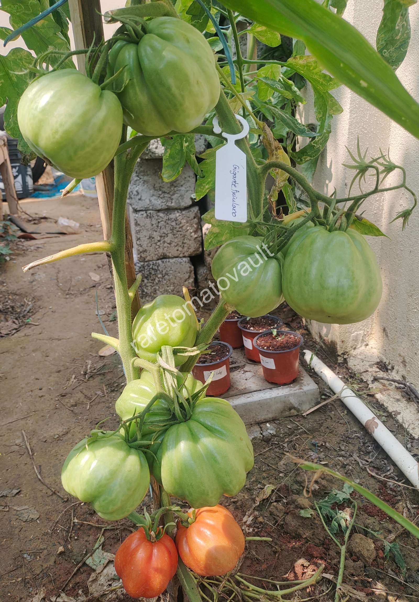 Gigante Friulano (Italy)