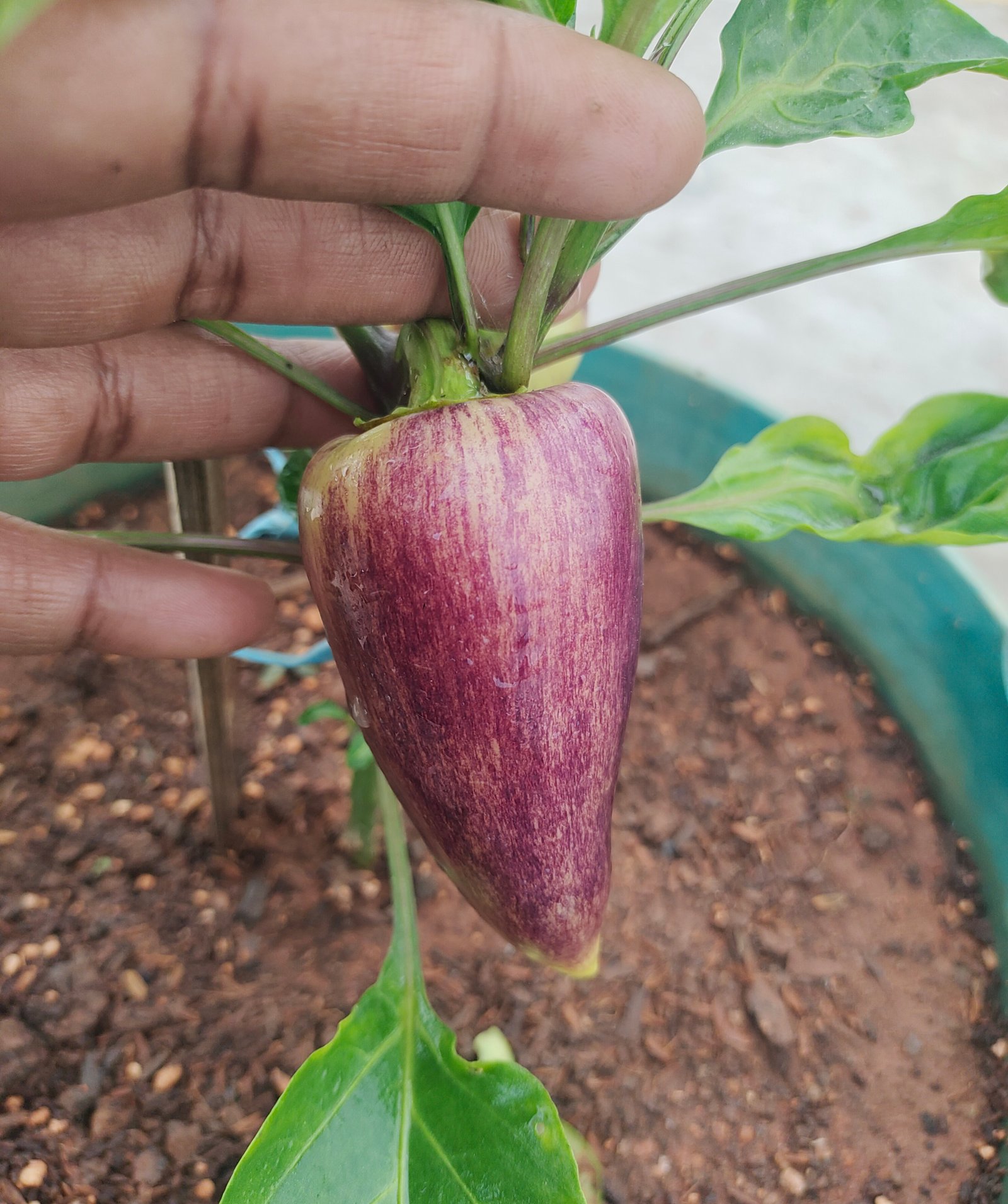 Violet Sparkle Heirloom Sweet Pepper