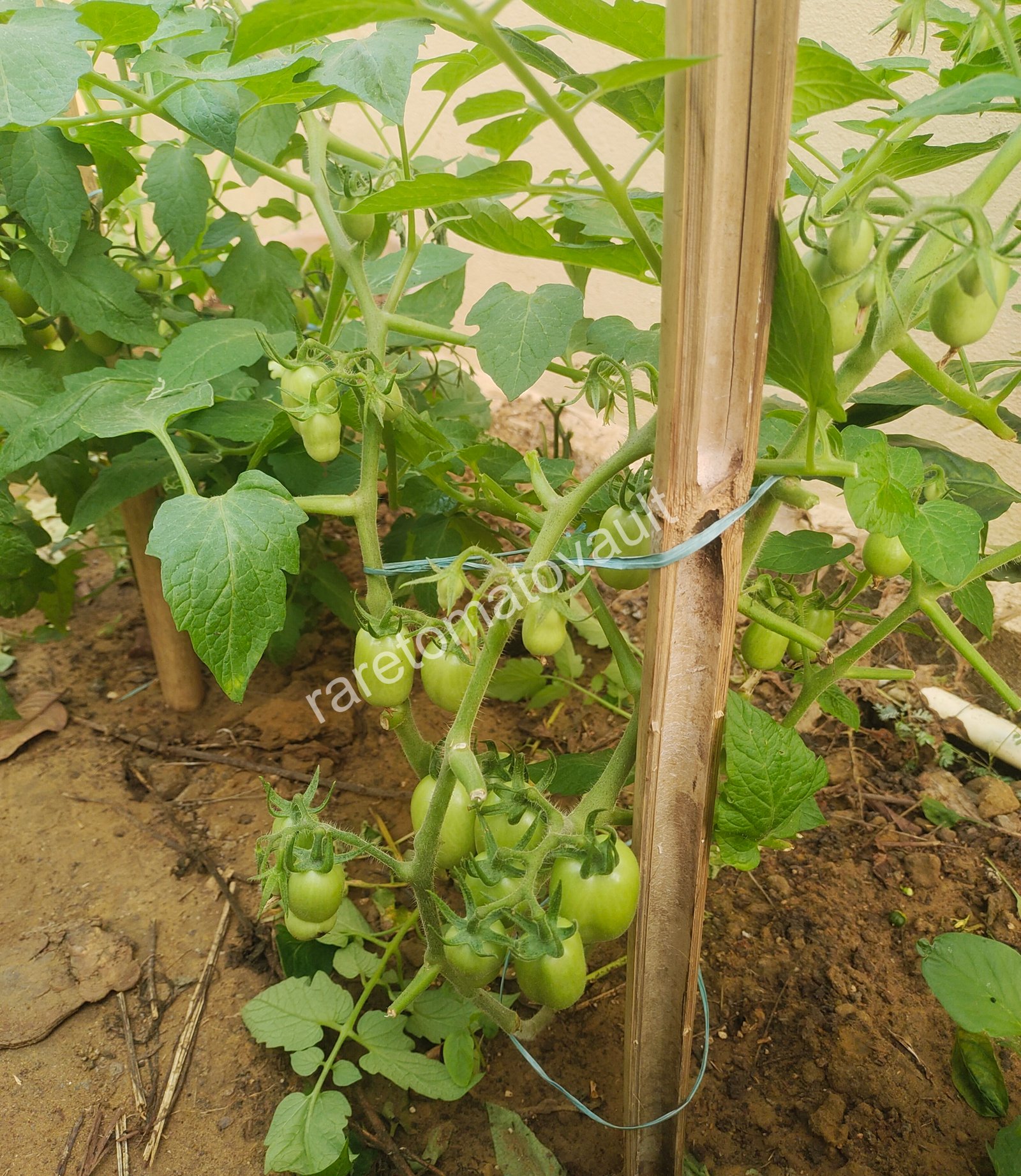 Martino Roma (Italian Heirloom)