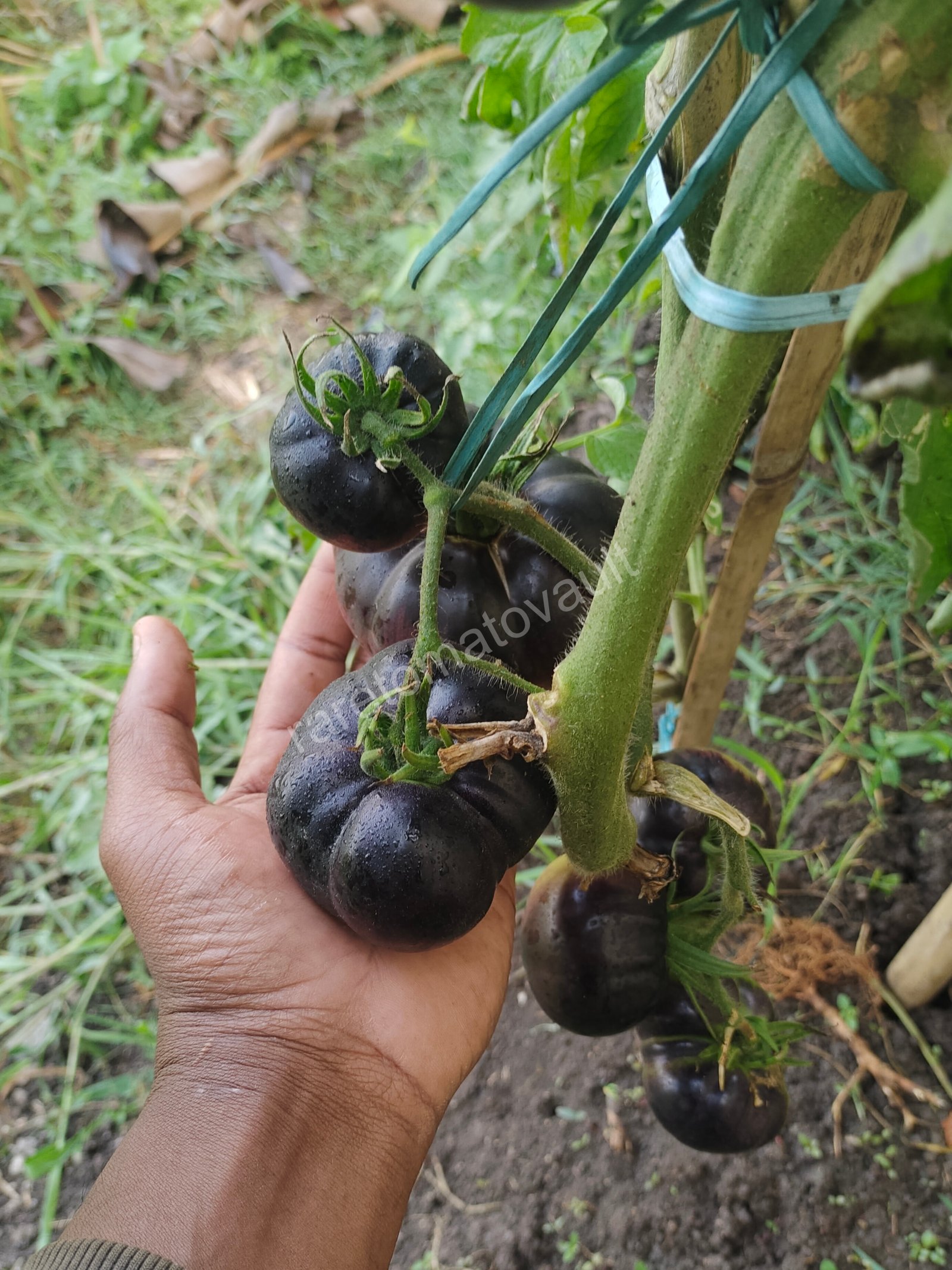 Black Beauty Tomato Seeds