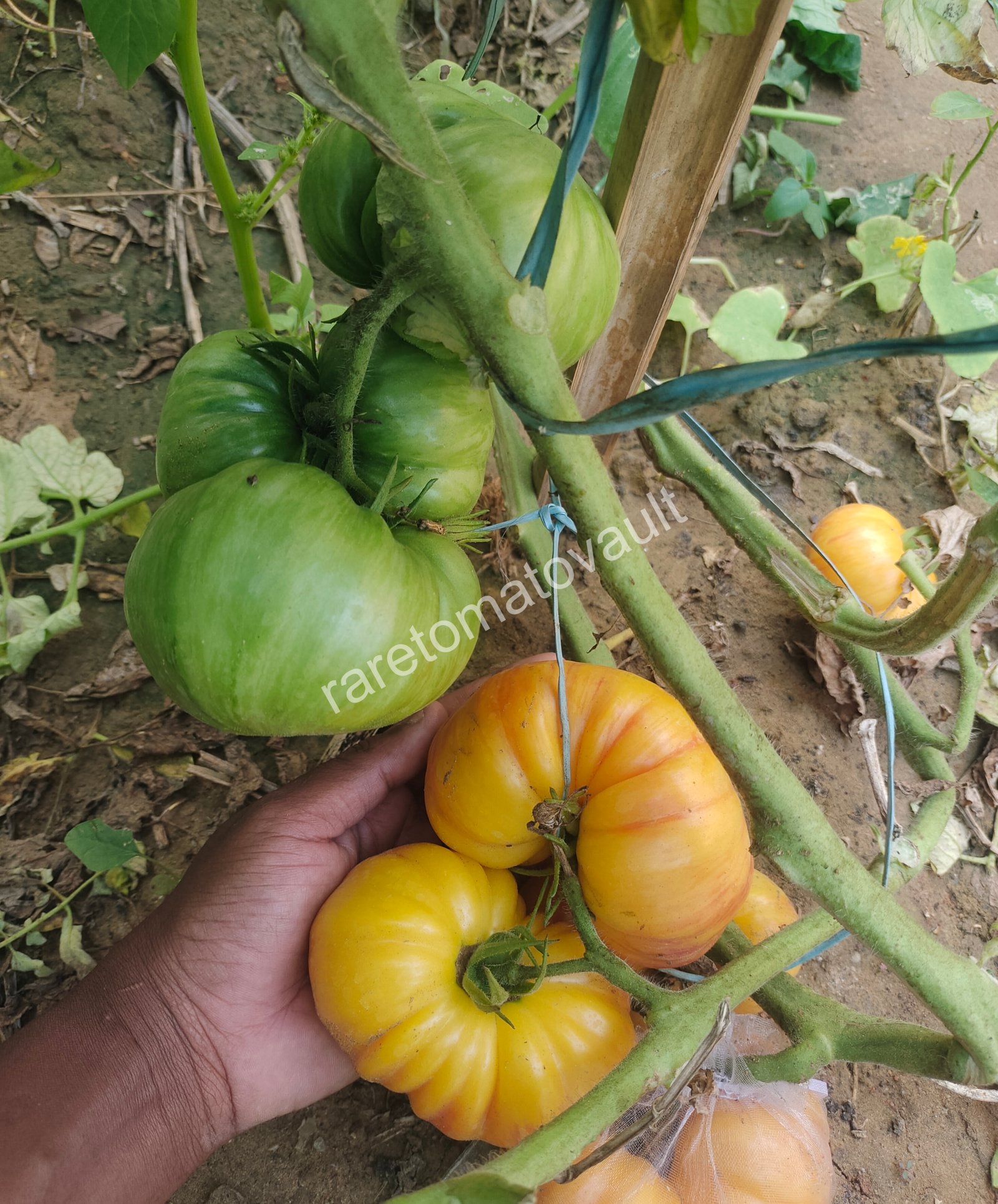 Lithium Sunset ( USA Heirloom)