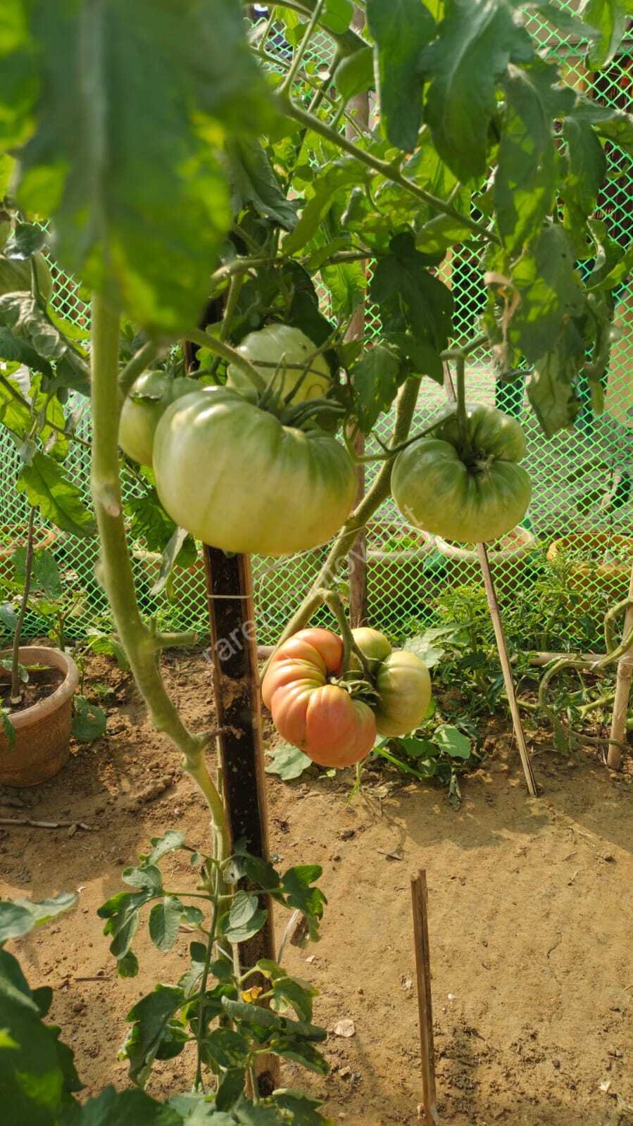 1884 Beefsteak Tomato (West Virginia, USA)