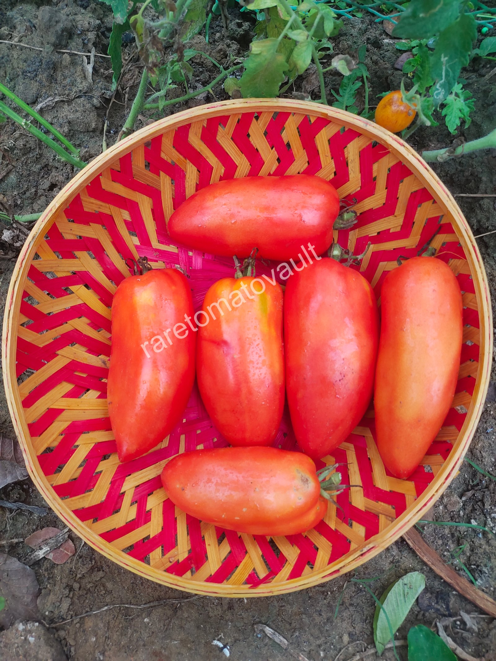 San Marzano Redorta (Italian Heirloom)