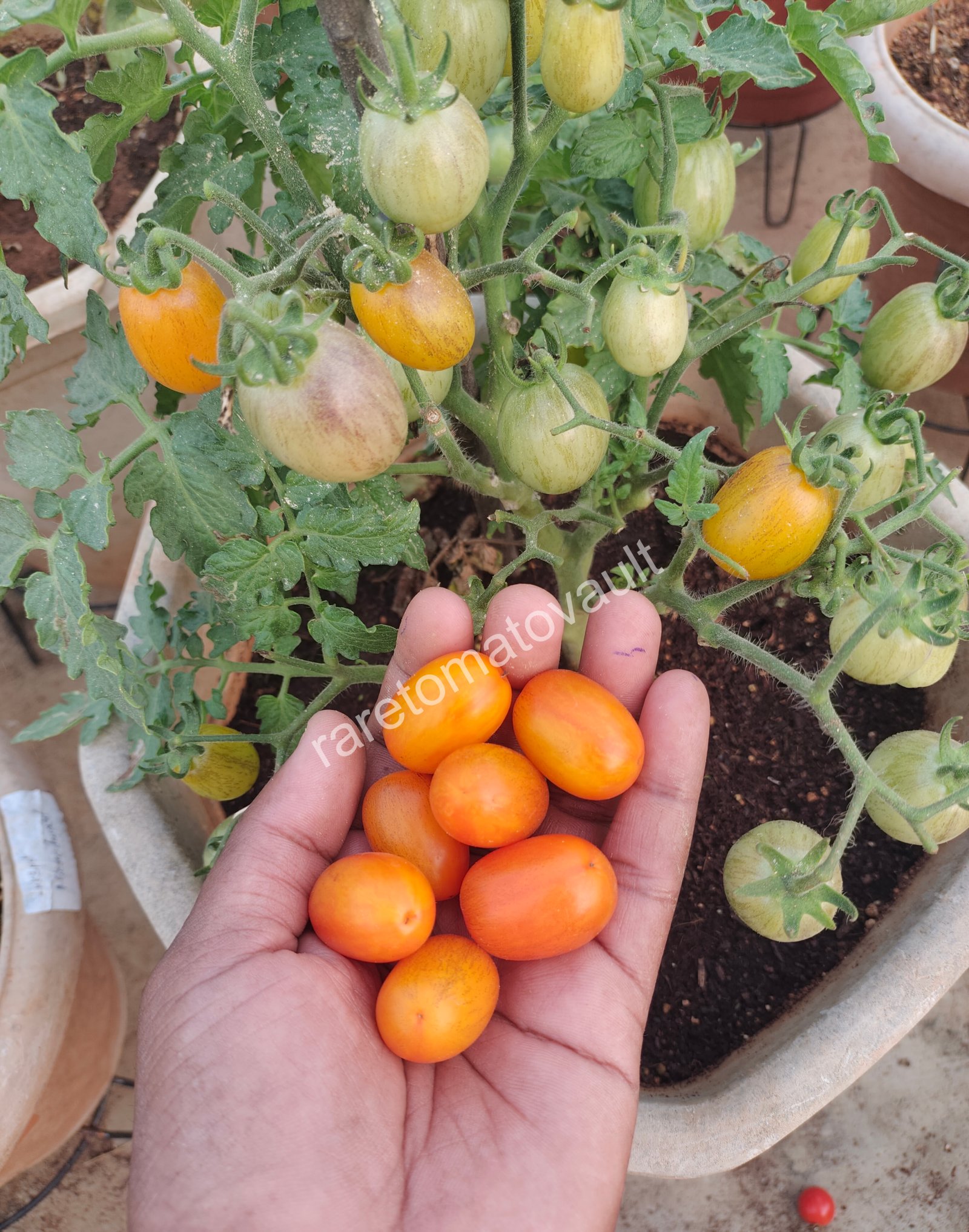 Golden Hour Micro Dwarf Tomato