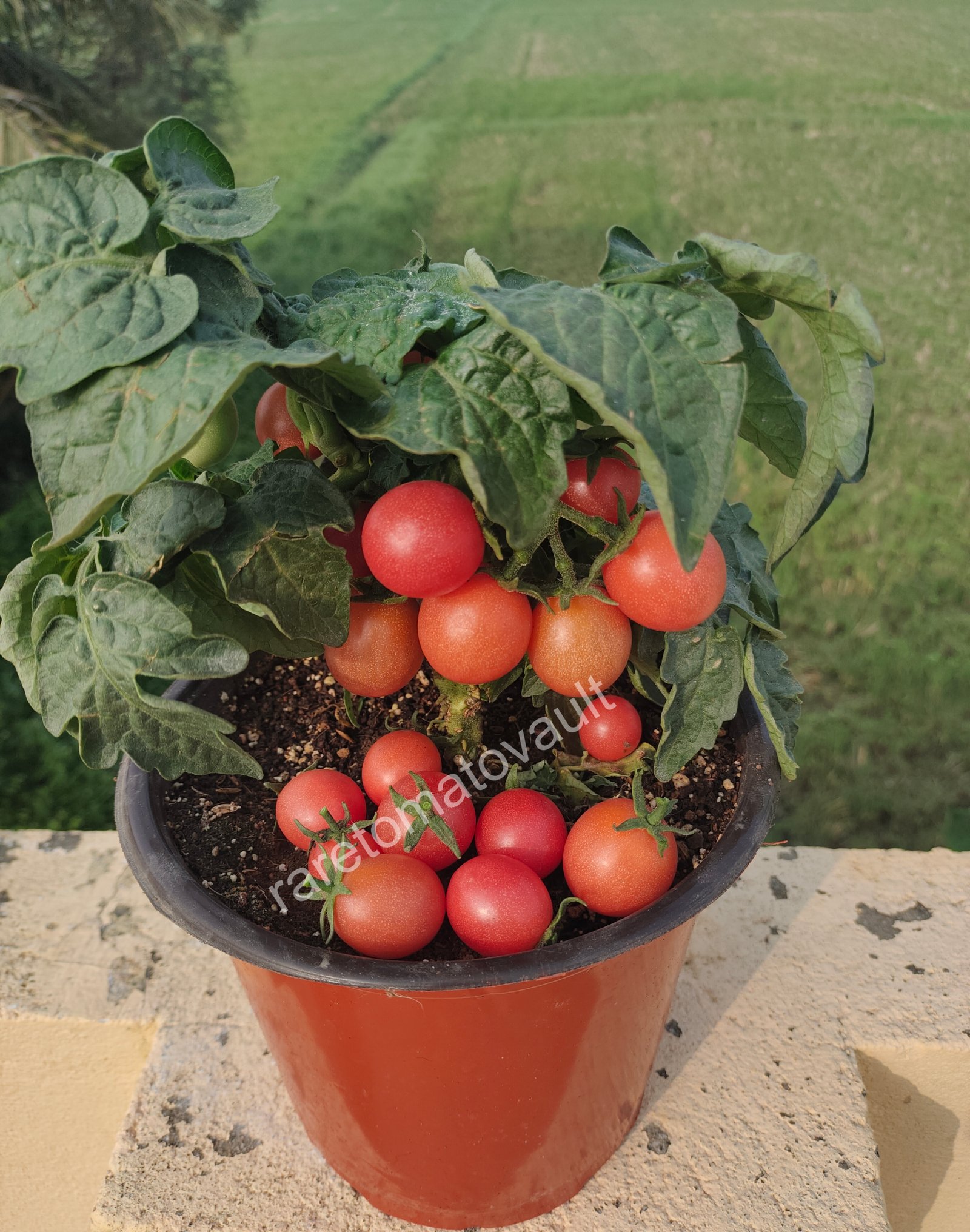 Rosy Finch Micro Dwarf Tomato