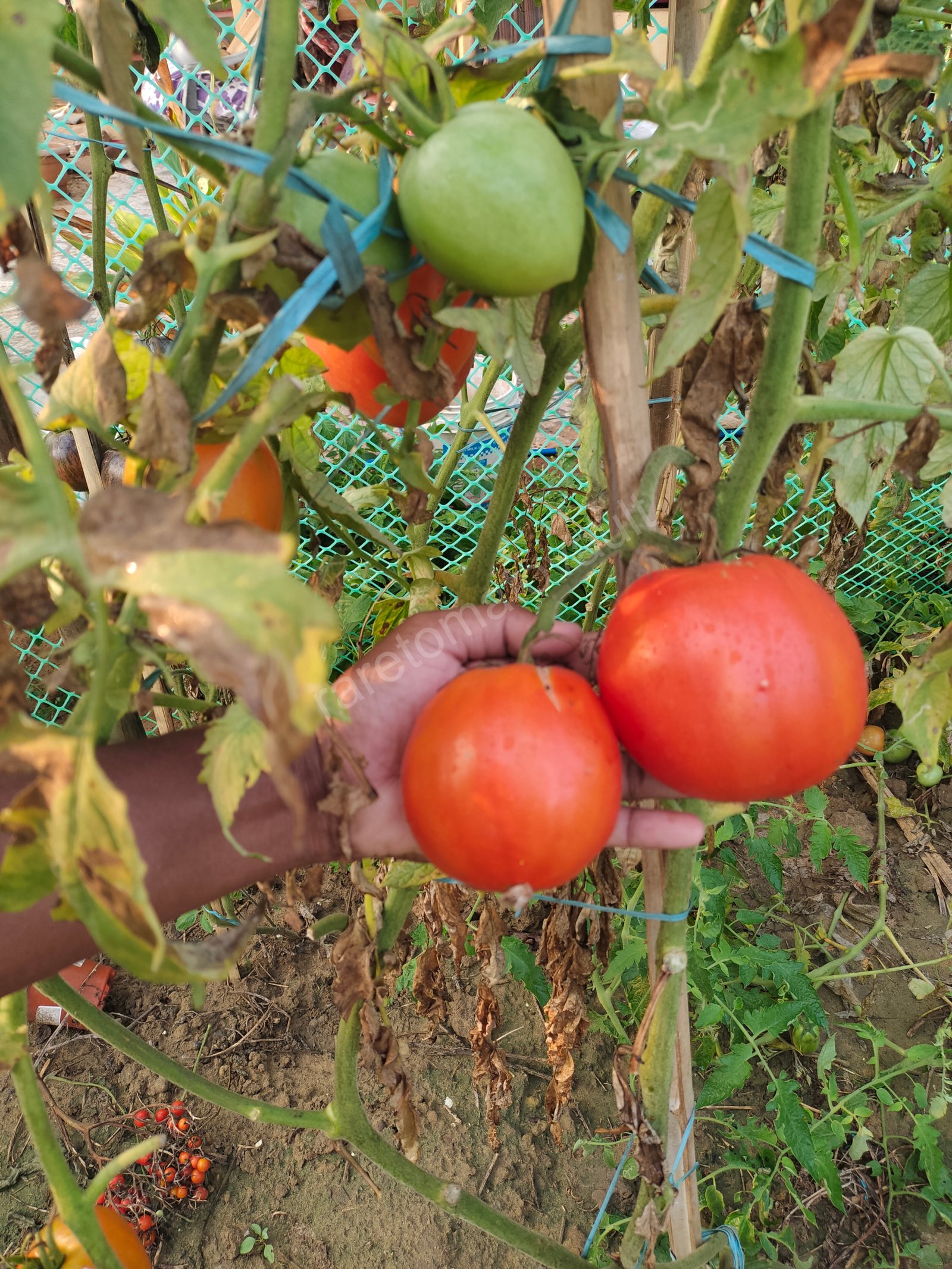 Amish Paste Tomato (1870's US heirloom)