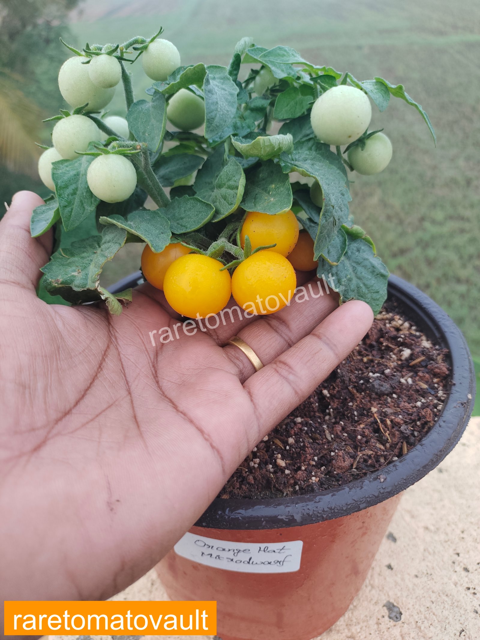 Orange Hat Micro Dwarf Tomato