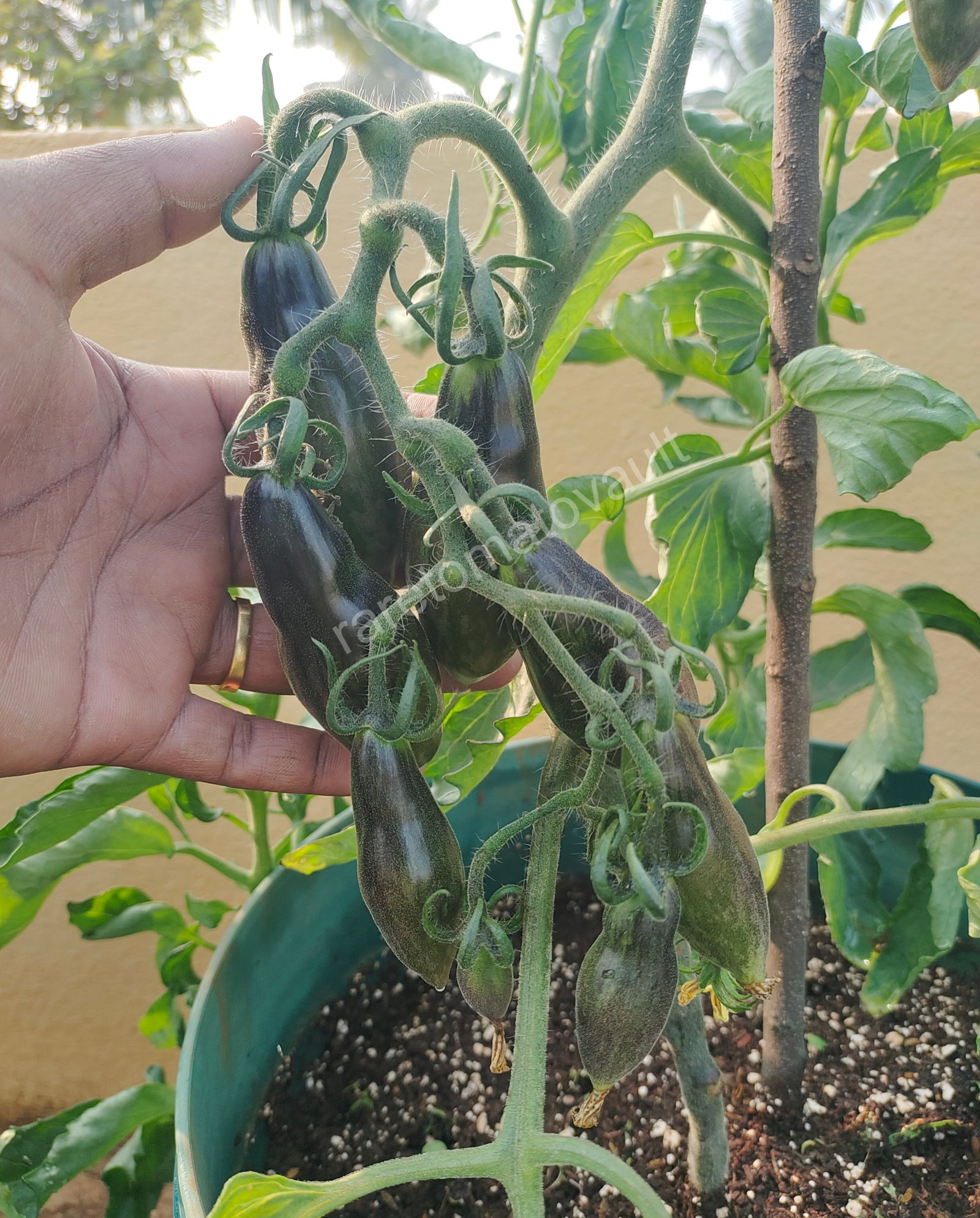 Antho Pink Panther Tomato (USA Heirloom)