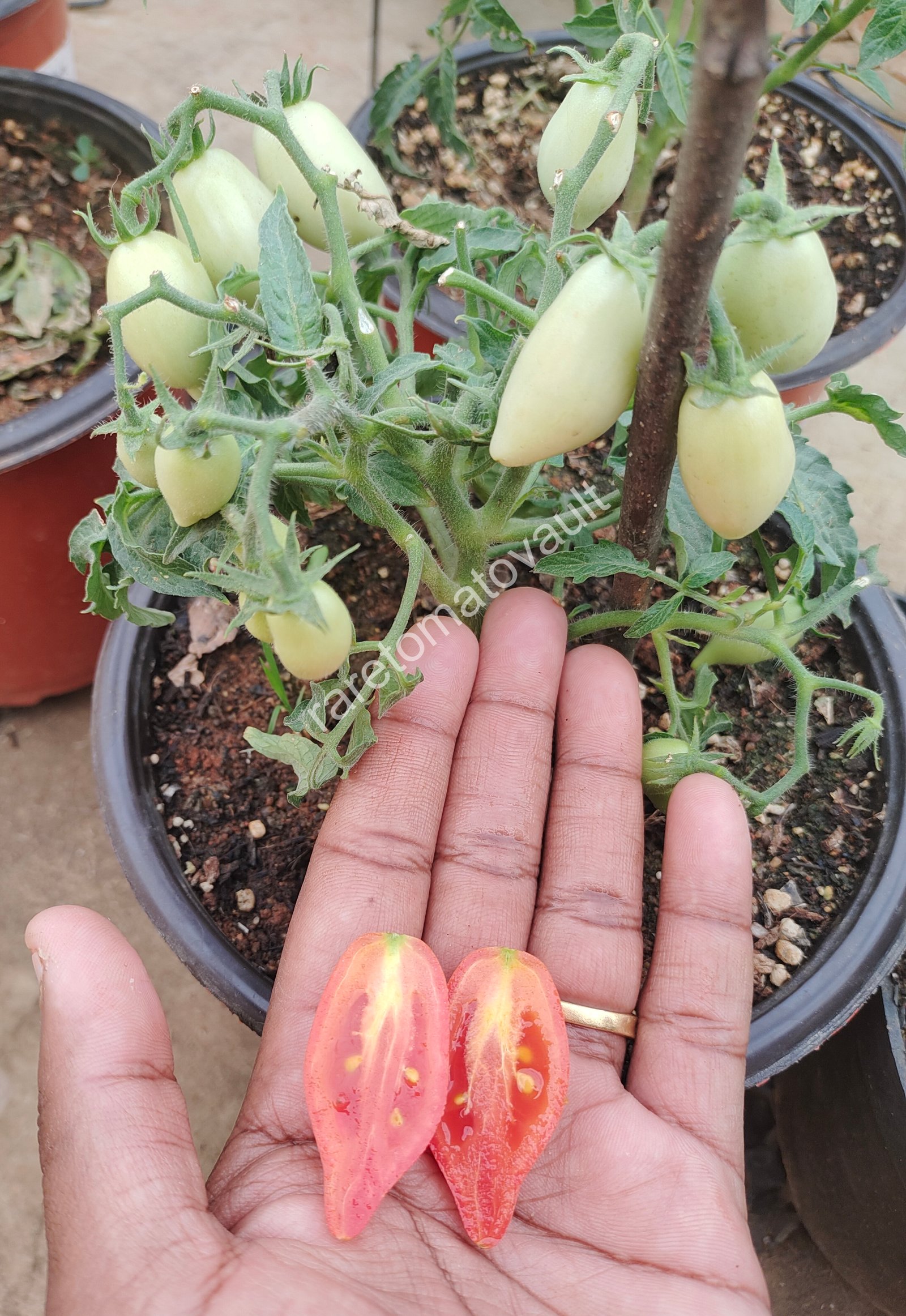 Plumbrella Rosa Micro Dwarf Tomato