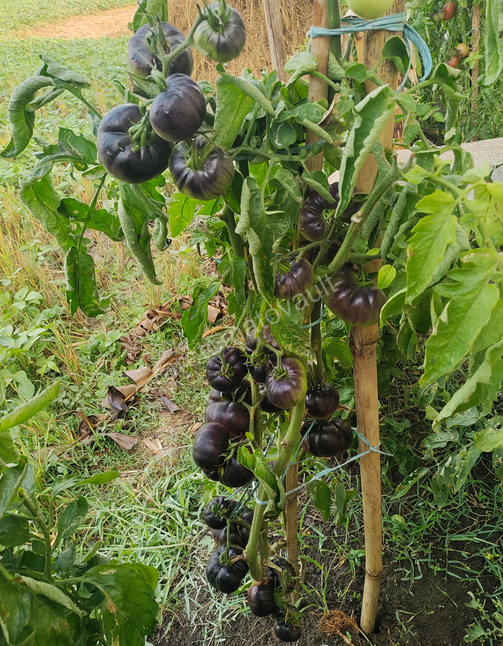 Black Beauty Tomato Seeds