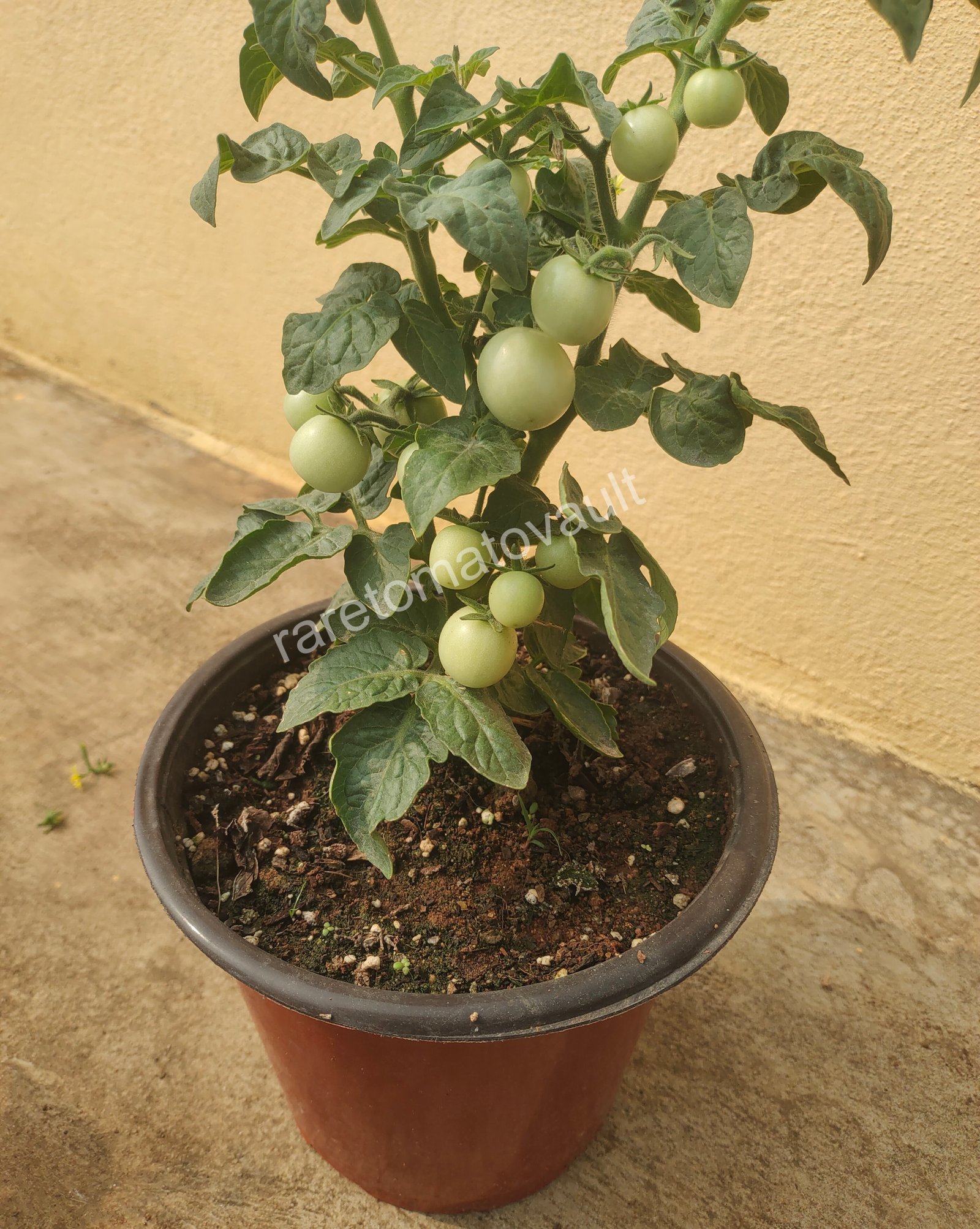 Pinocchio Orange Micro Dwarf Tomato