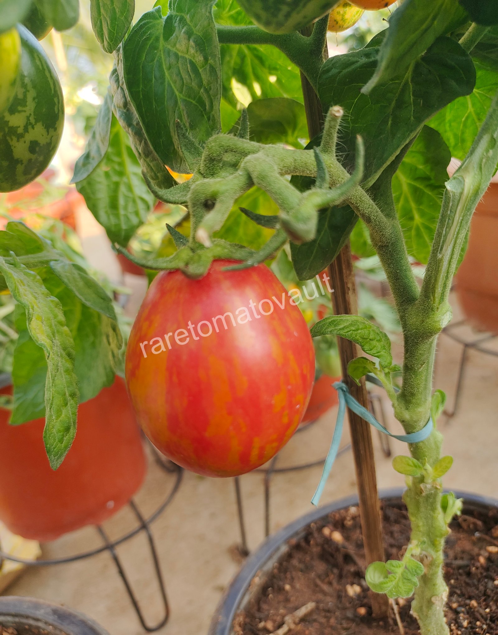 Nepas 10 Bush Variety Tomato