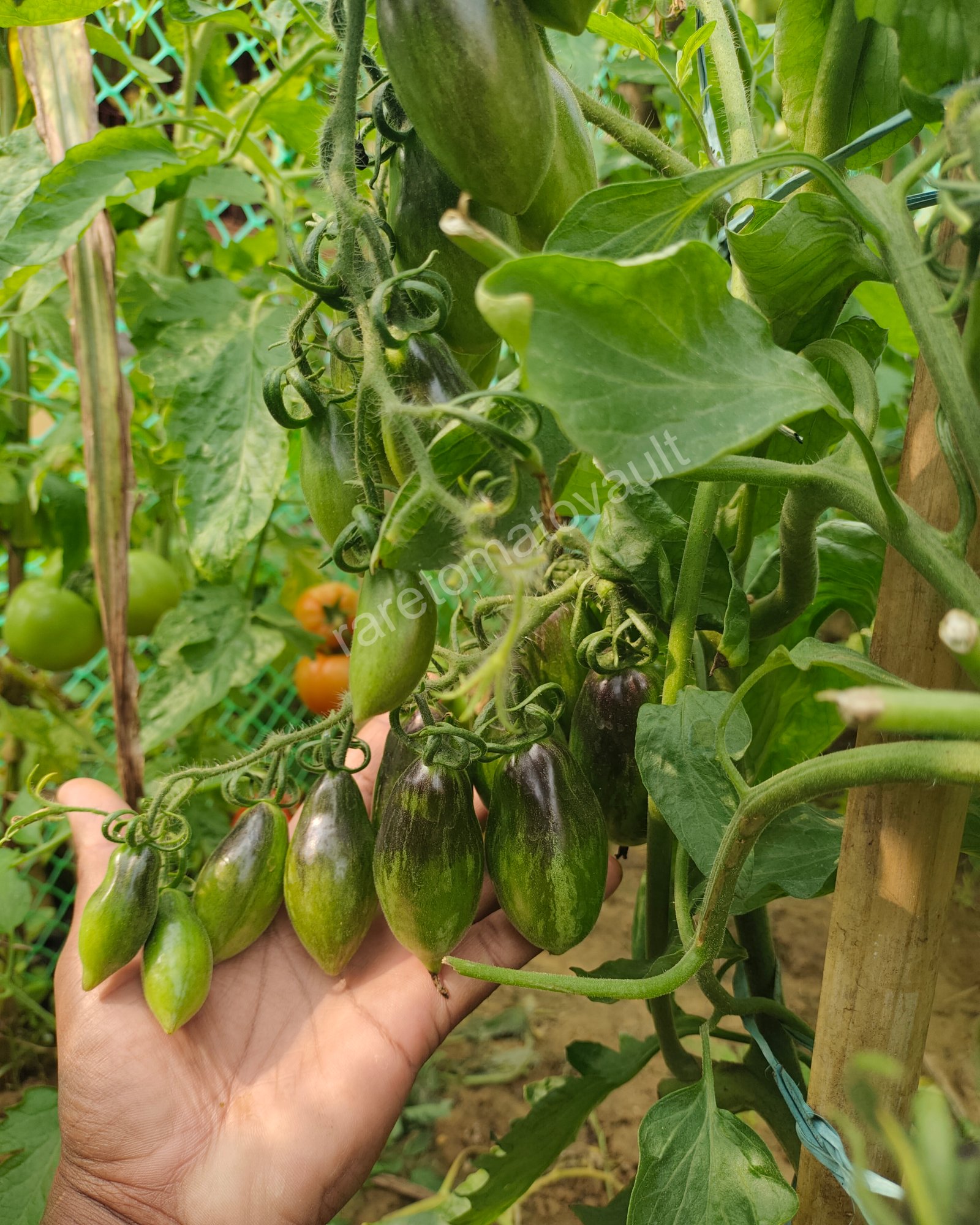 Antho Pink Panther Tomato (USA Heirloom)