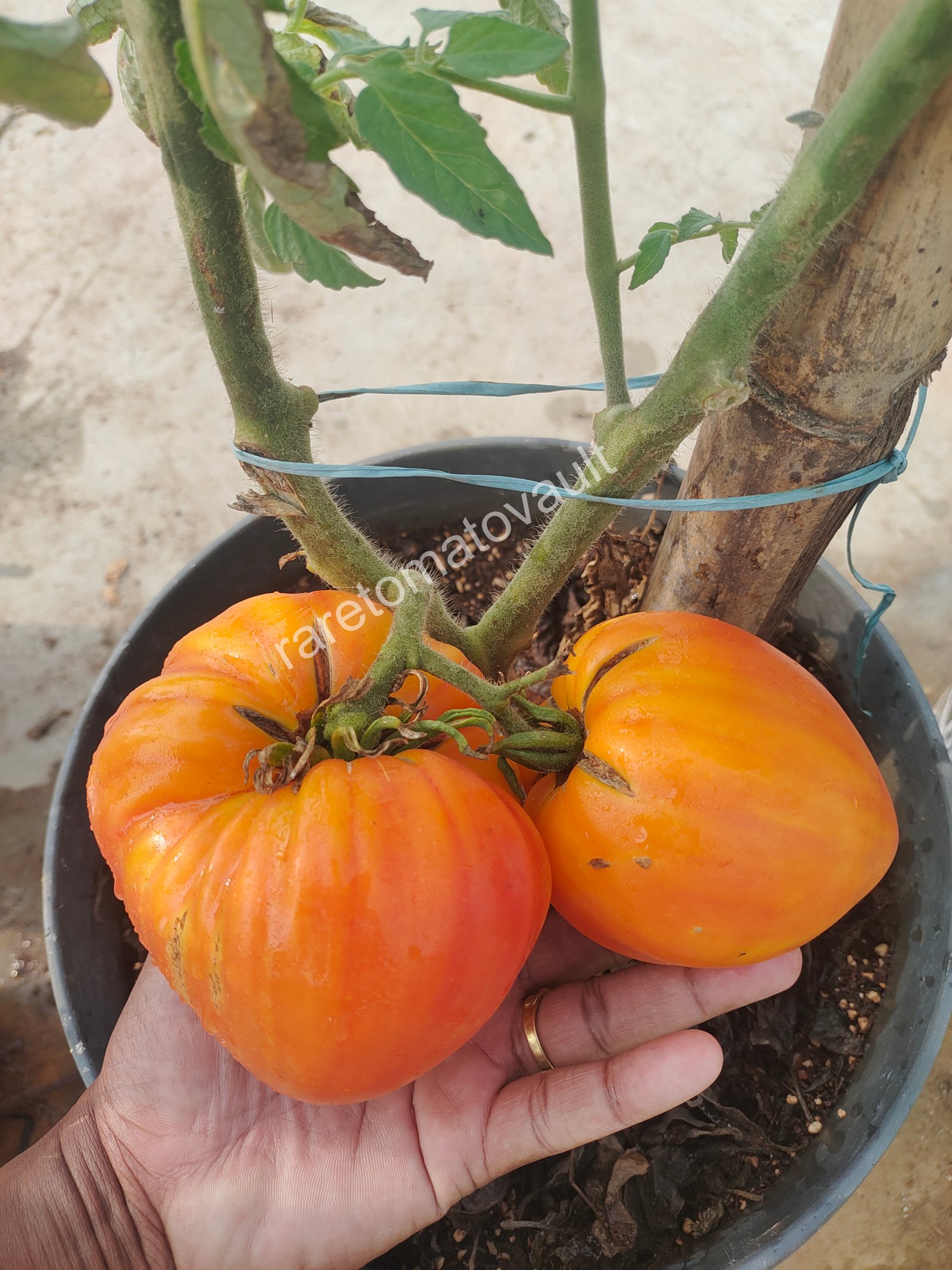 Fred (1950's Columbian Heirloom)