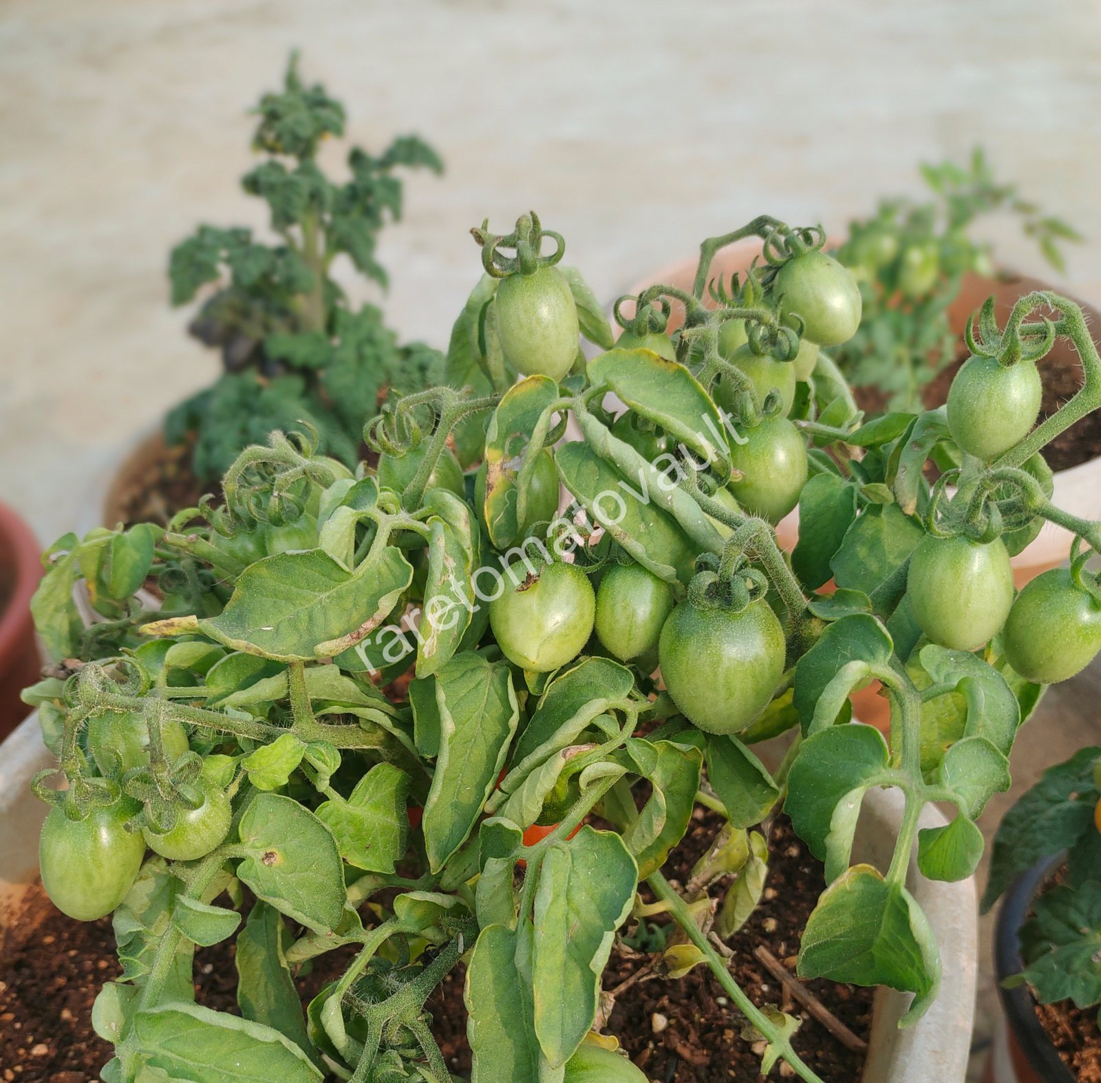 Hardins Miniature Micro Dwarf Tomato