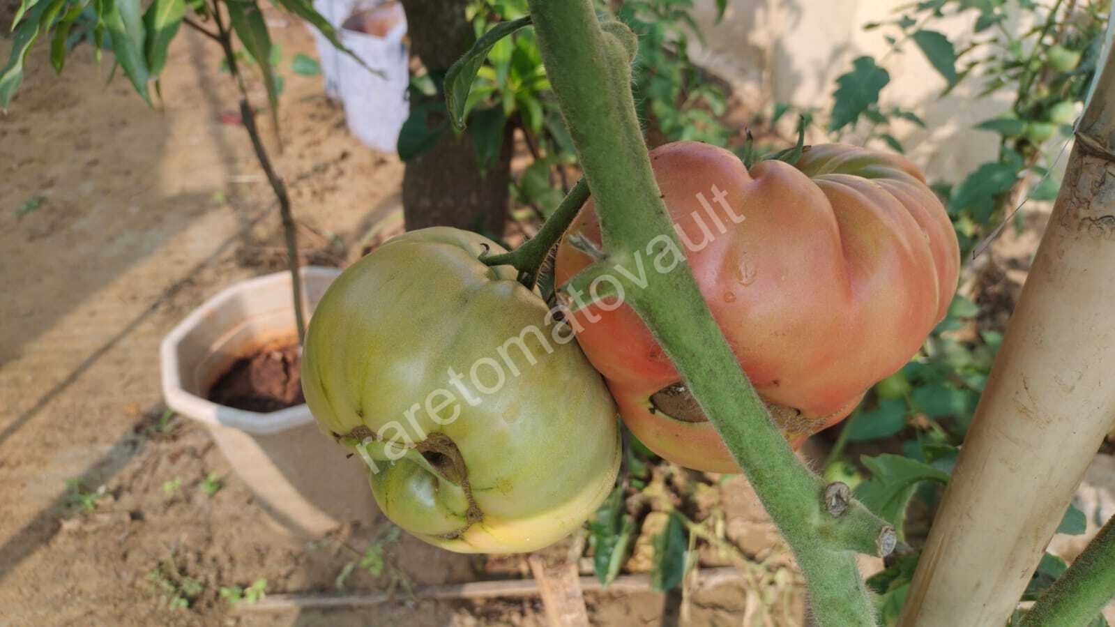 1884 Beefsteak Tomato (West Virginia, USA)