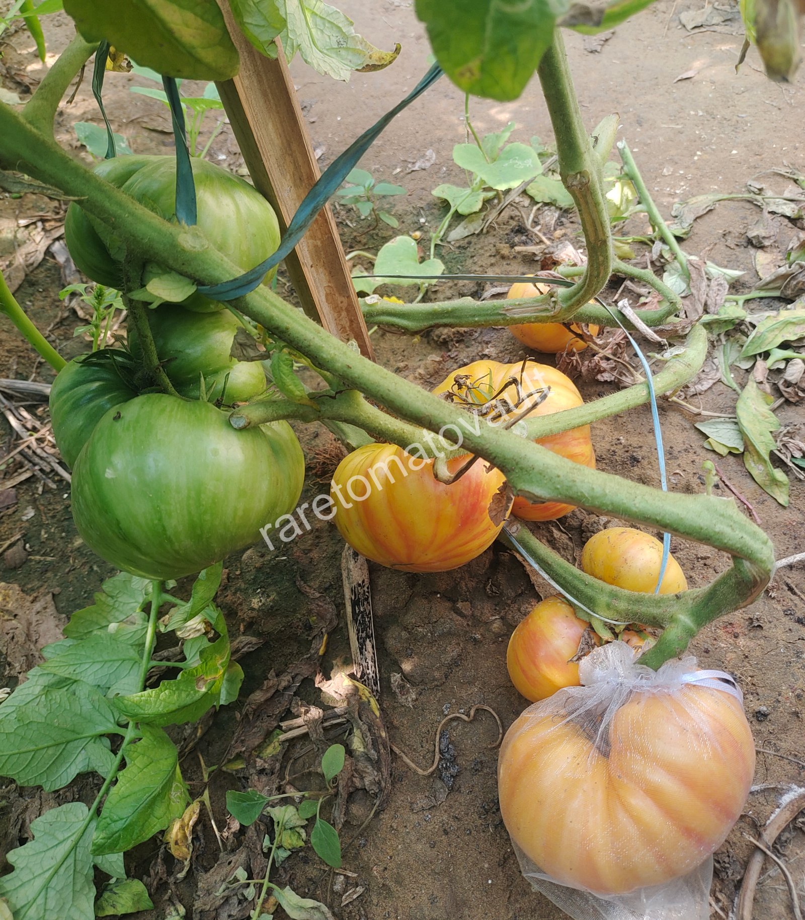 Lithium Sunset ( USA Heirloom)