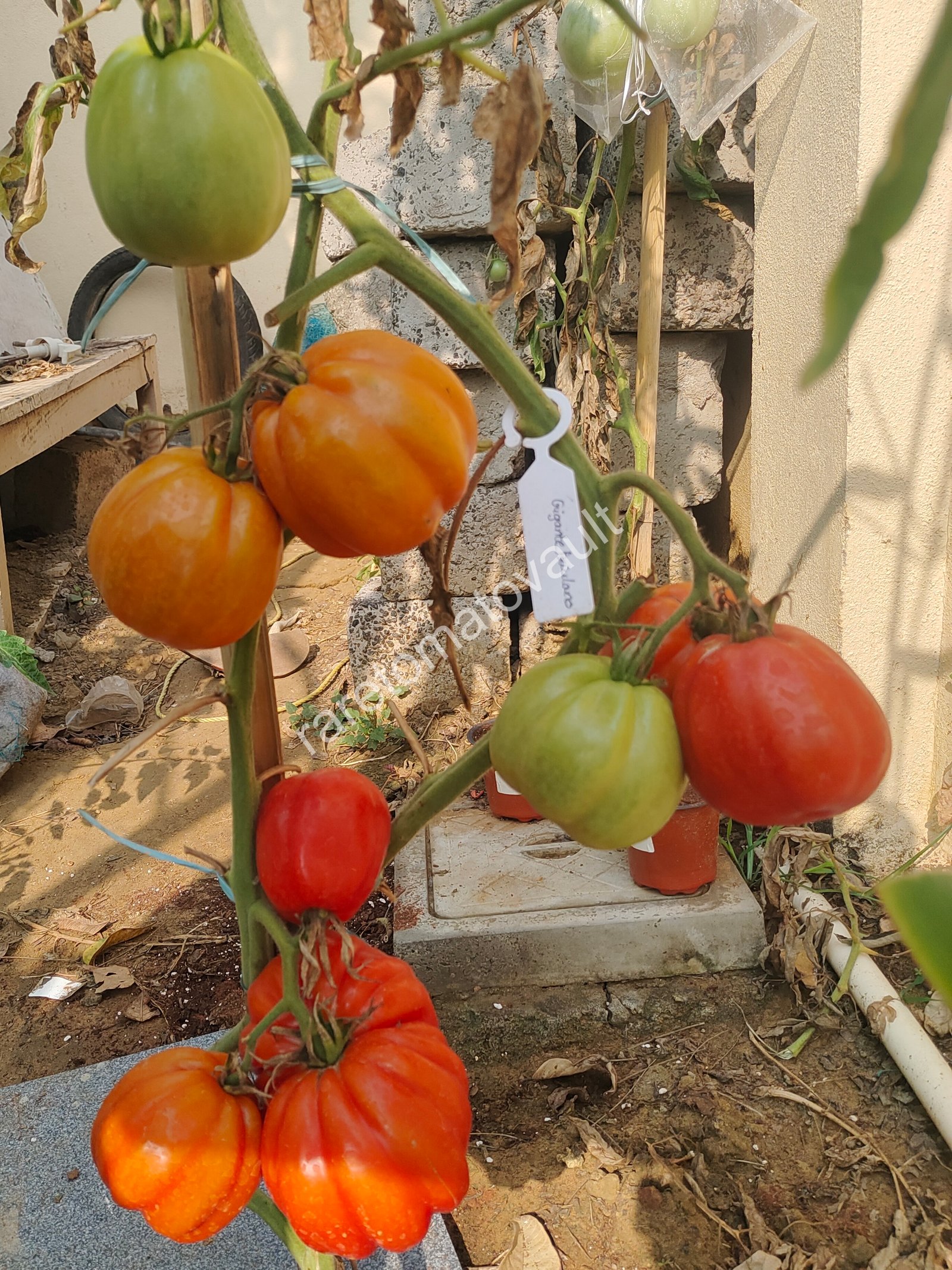 Gigante Friulano (Italy)