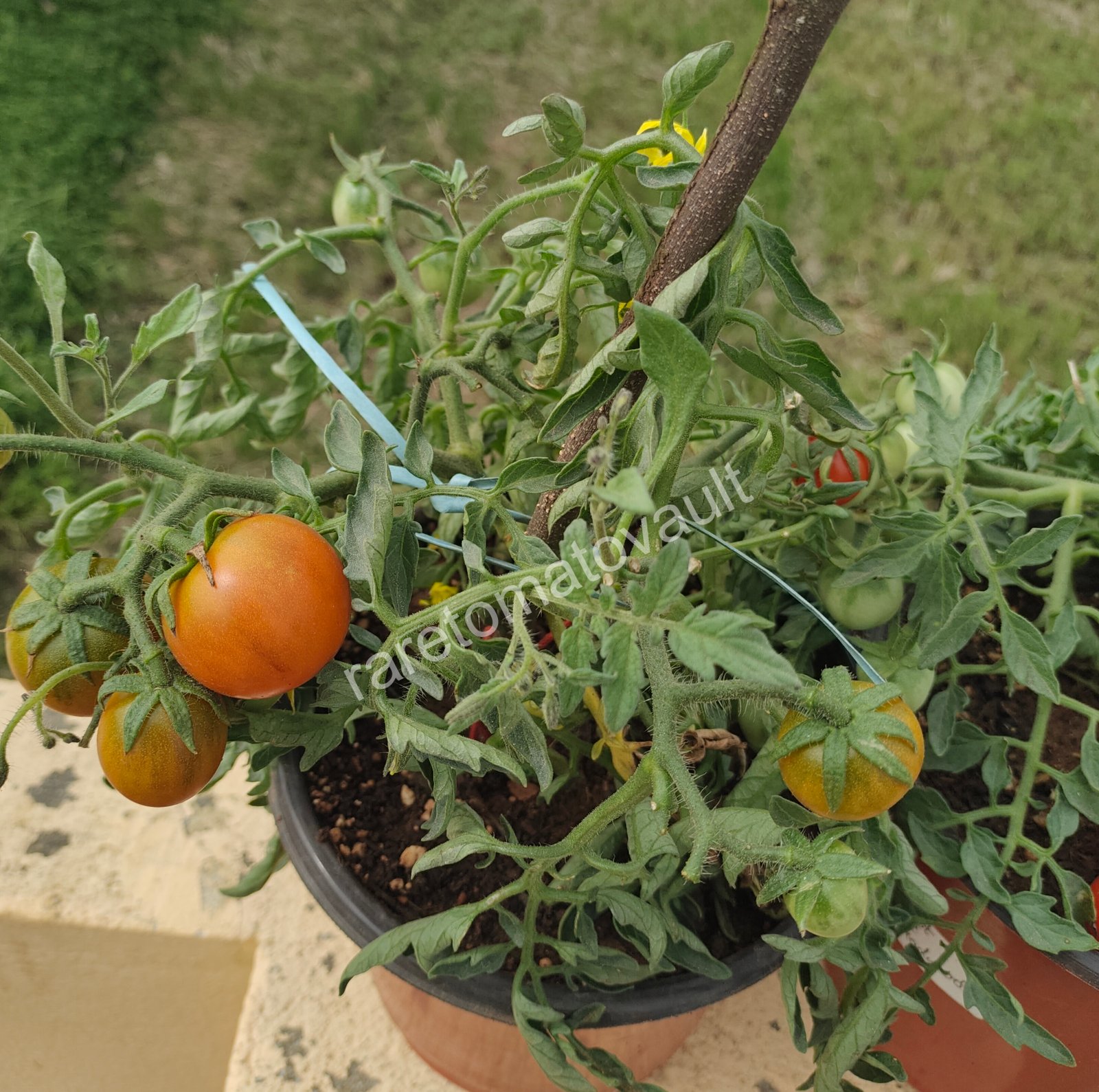 Carrot Mini (Micro Dwarf)