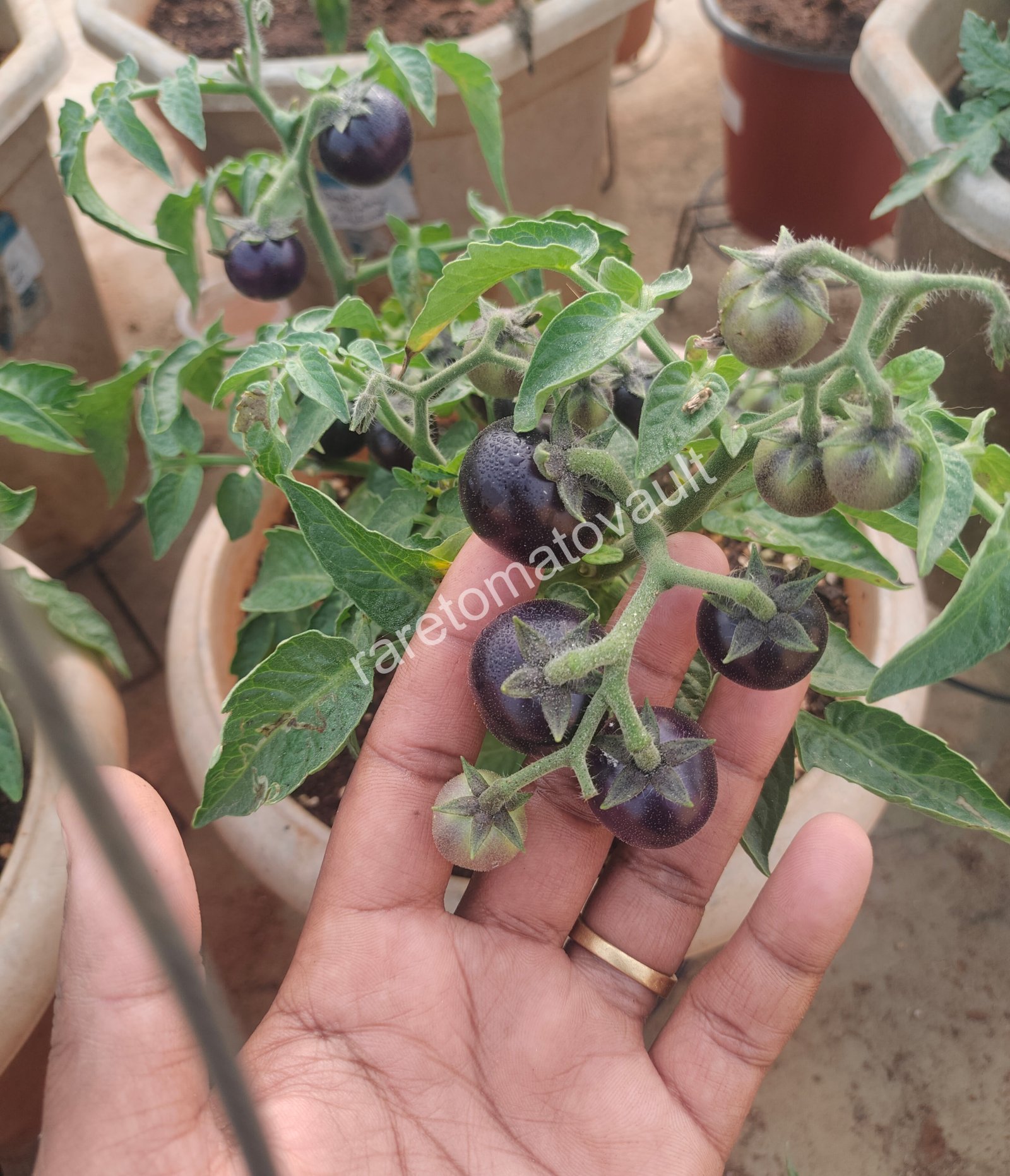 Inkspot Micro Dwarf Tomato