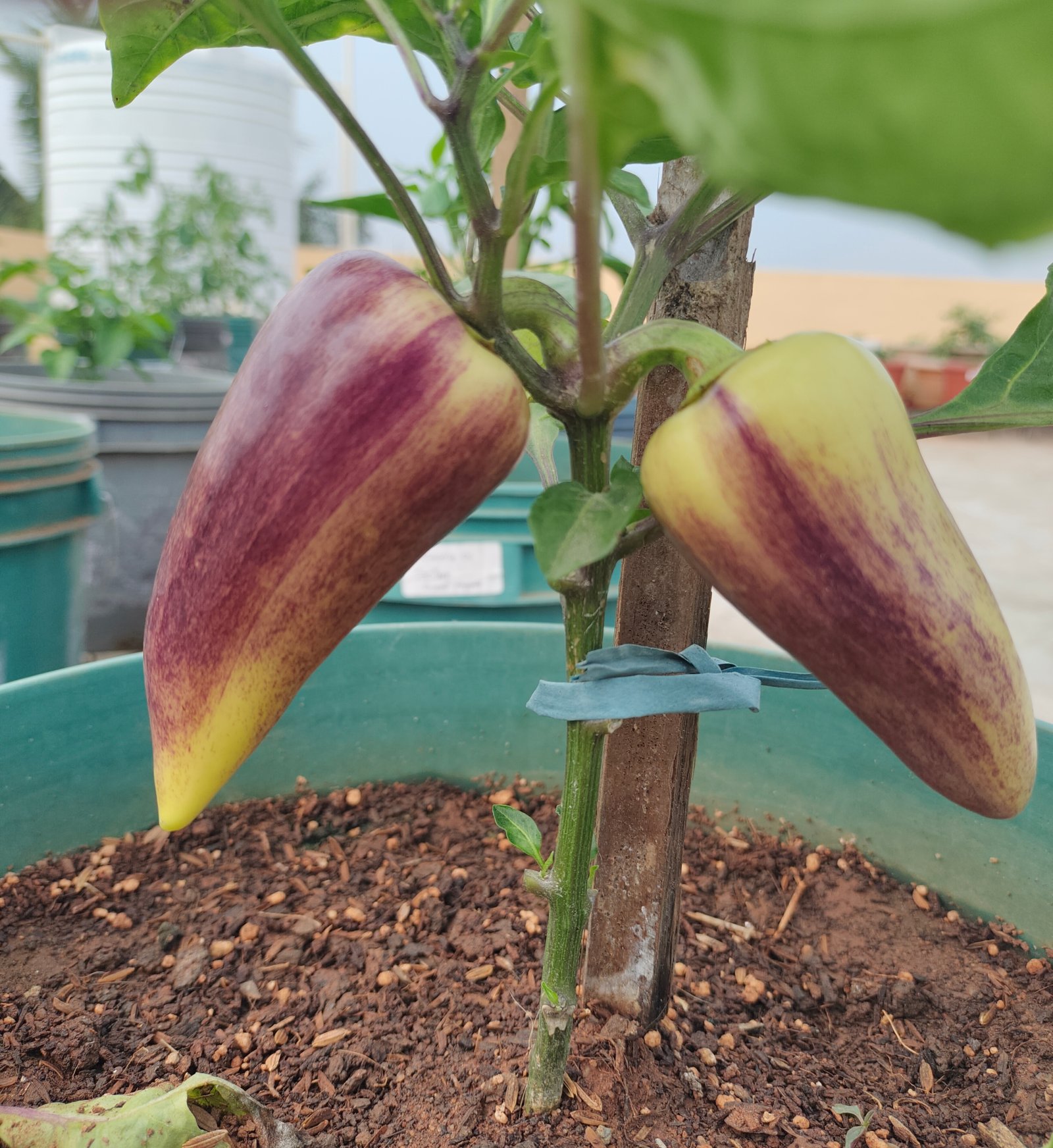 Violet Sparkle Heirloom Sweet Pepper