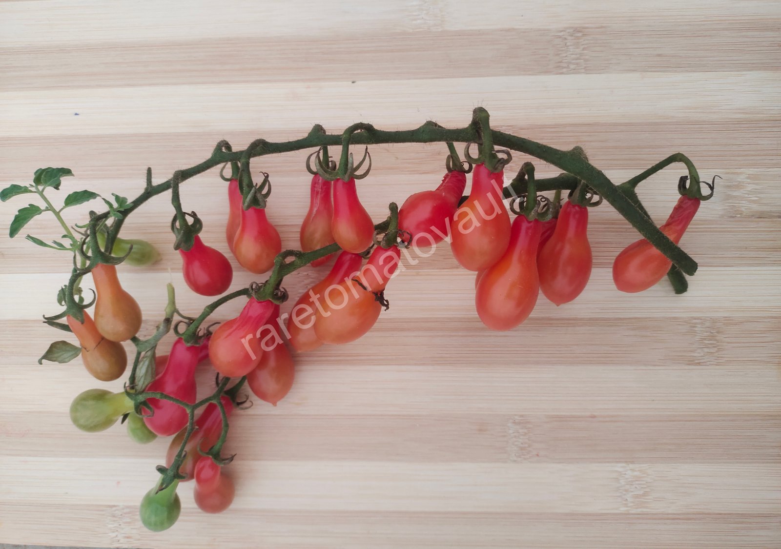 ELF  Tears (Cherry Tomato)