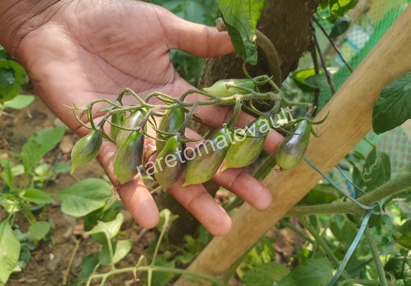Kumquat Opal (Limited batch - 10 Seeds)