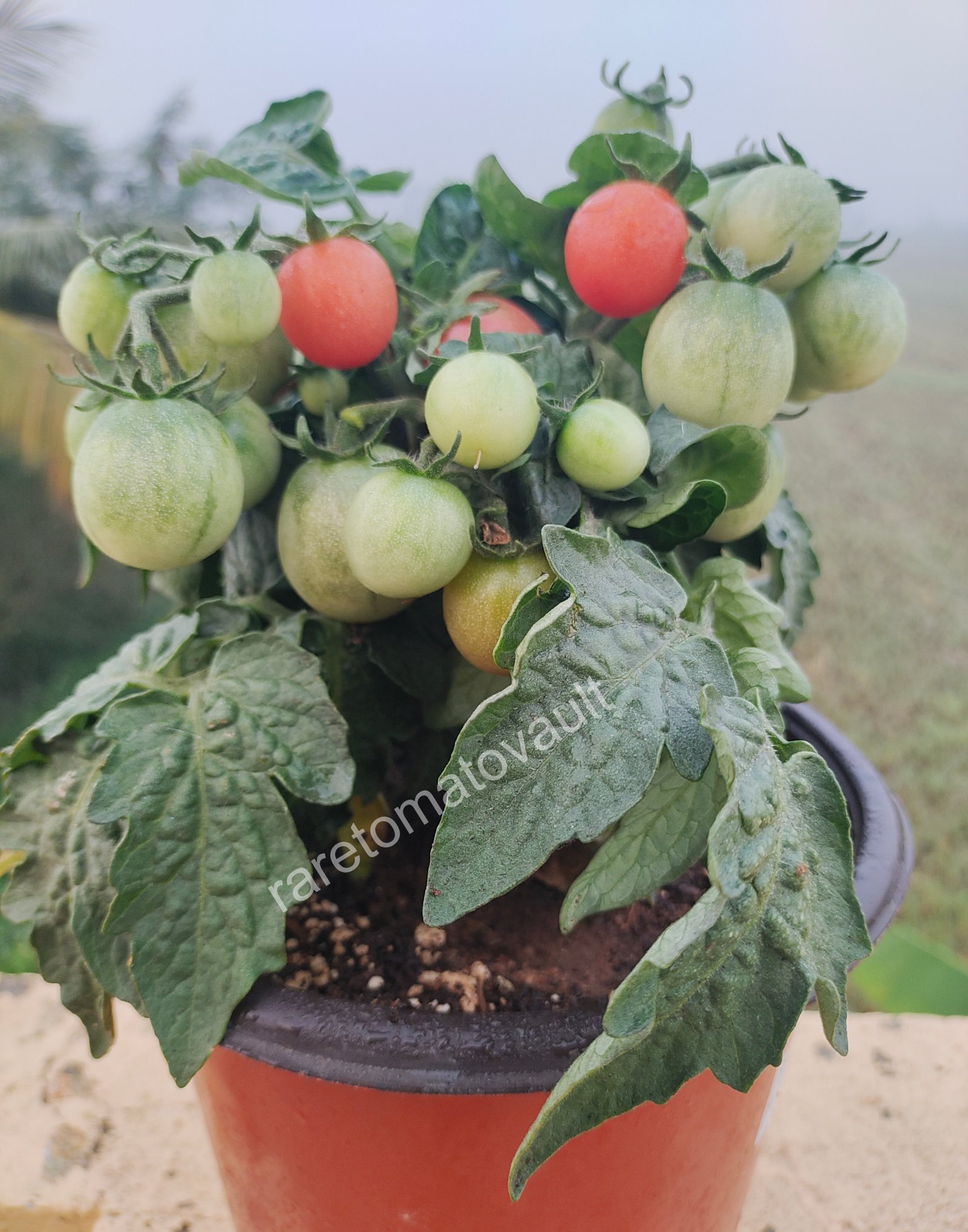Rosy Finch Micro Dwarf Tomato
