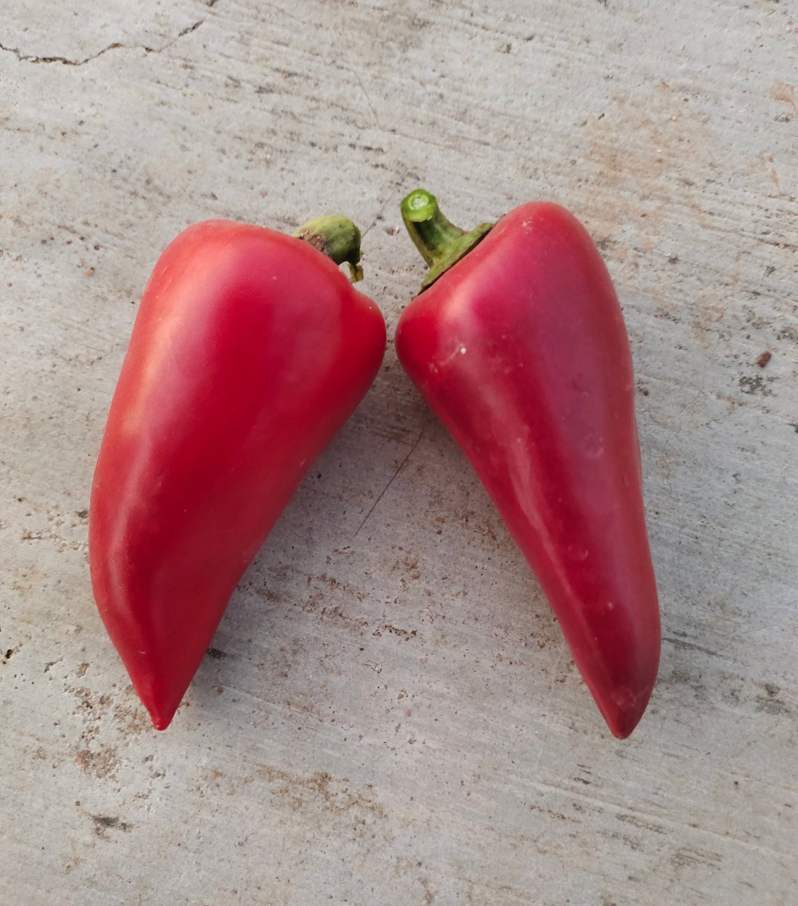 Violet Sparkle Heirloom Sweet Pepper