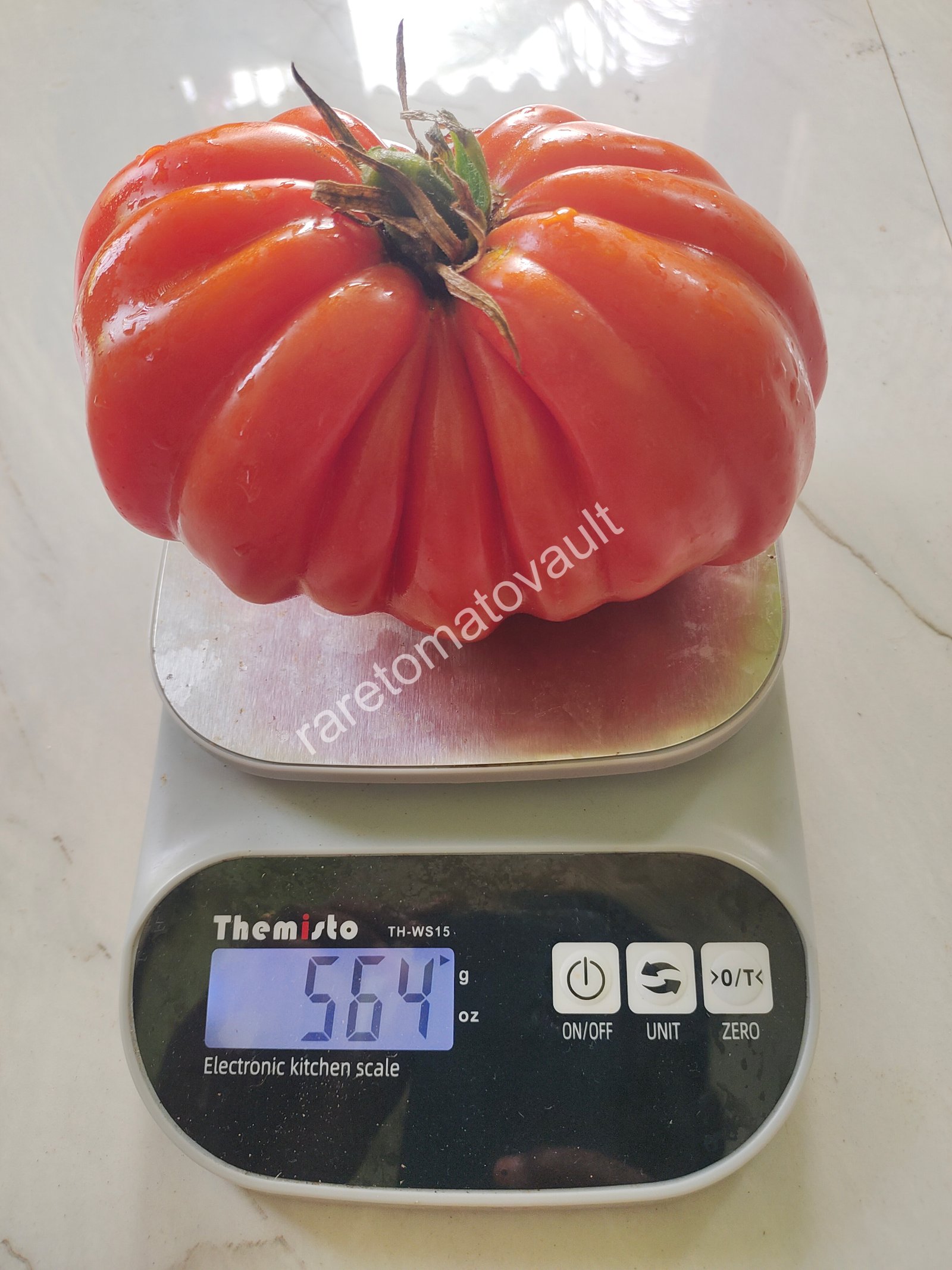 Gigante Friulano (Italy)
