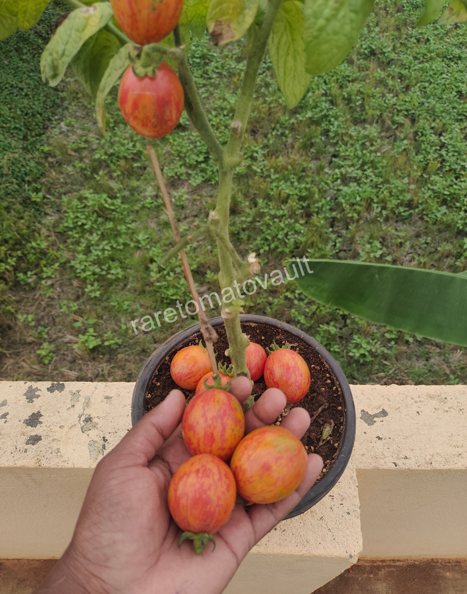 Nepas 10 Bush Variety Tomato