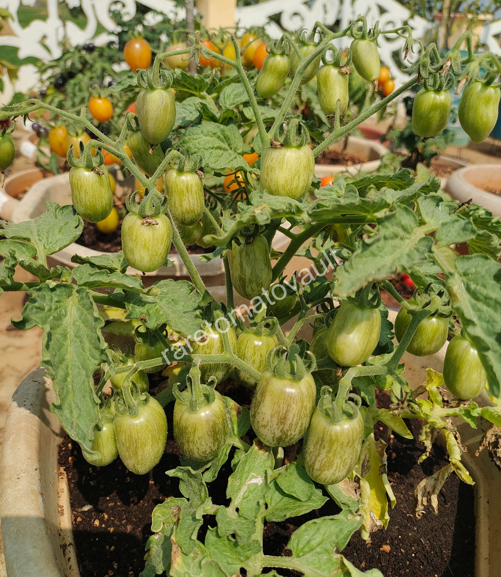 Golden Hour Micro Dwarf Tomato