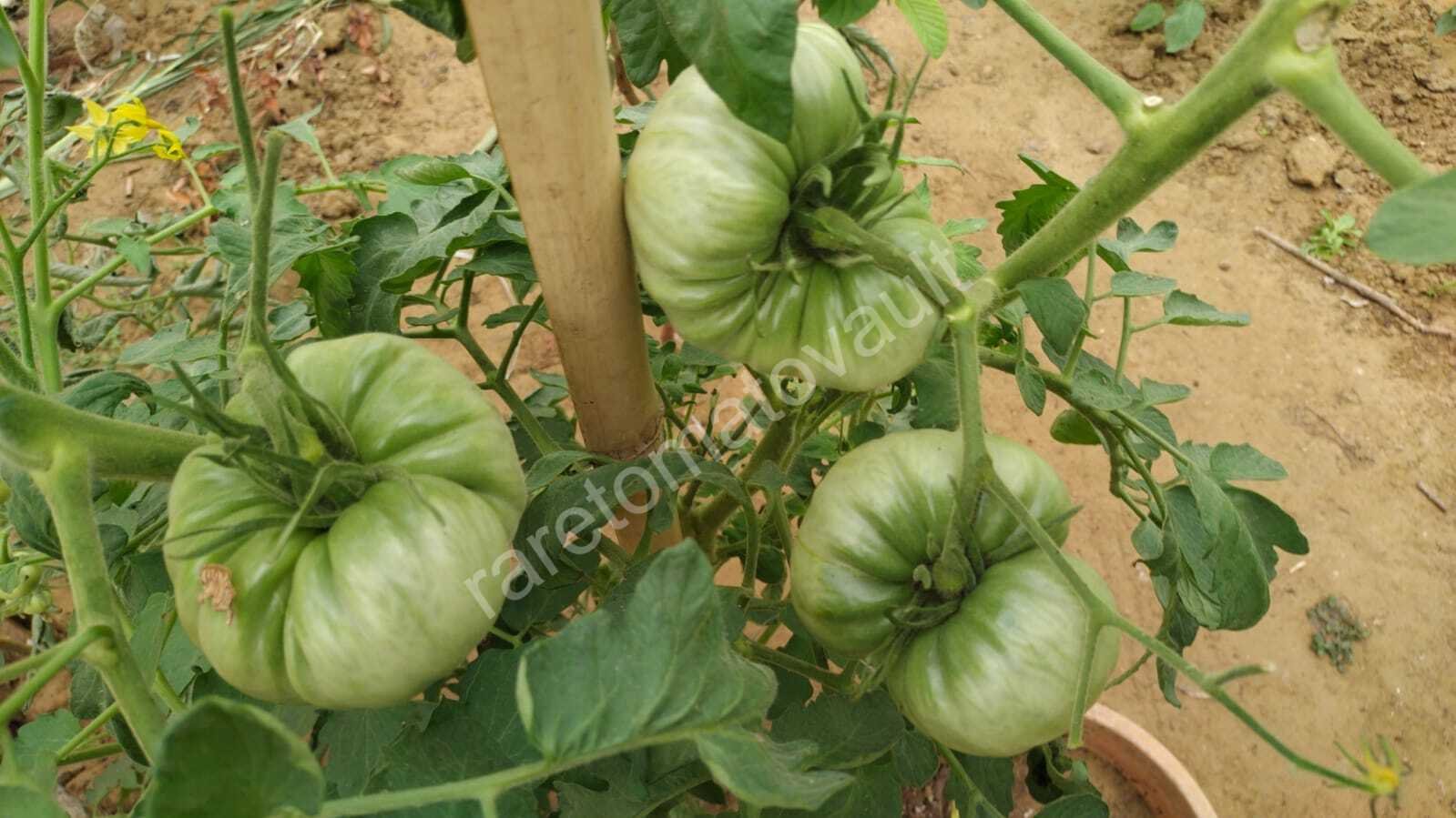 1884 Beefsteak Tomato (West Virginia, USA)